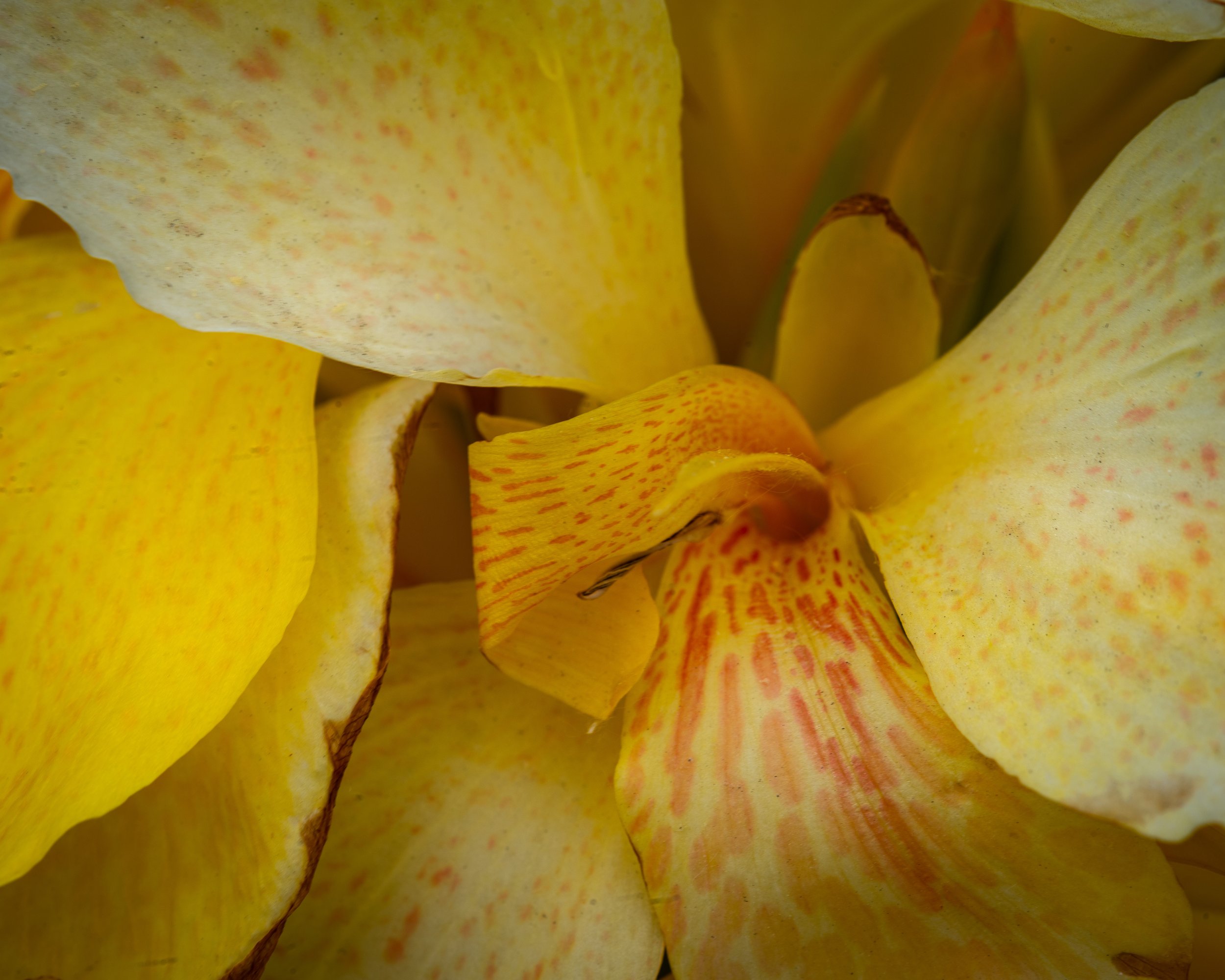 Fernie Flowers-467.jpg