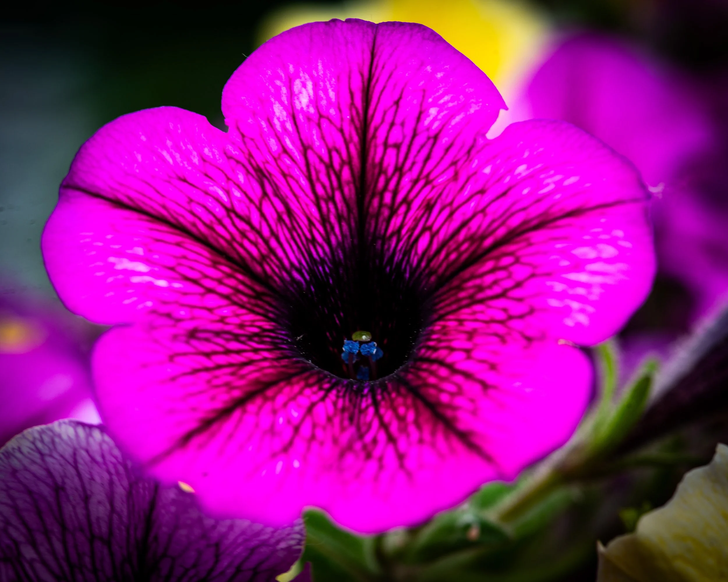 Fernie Flowers-338.jpg
