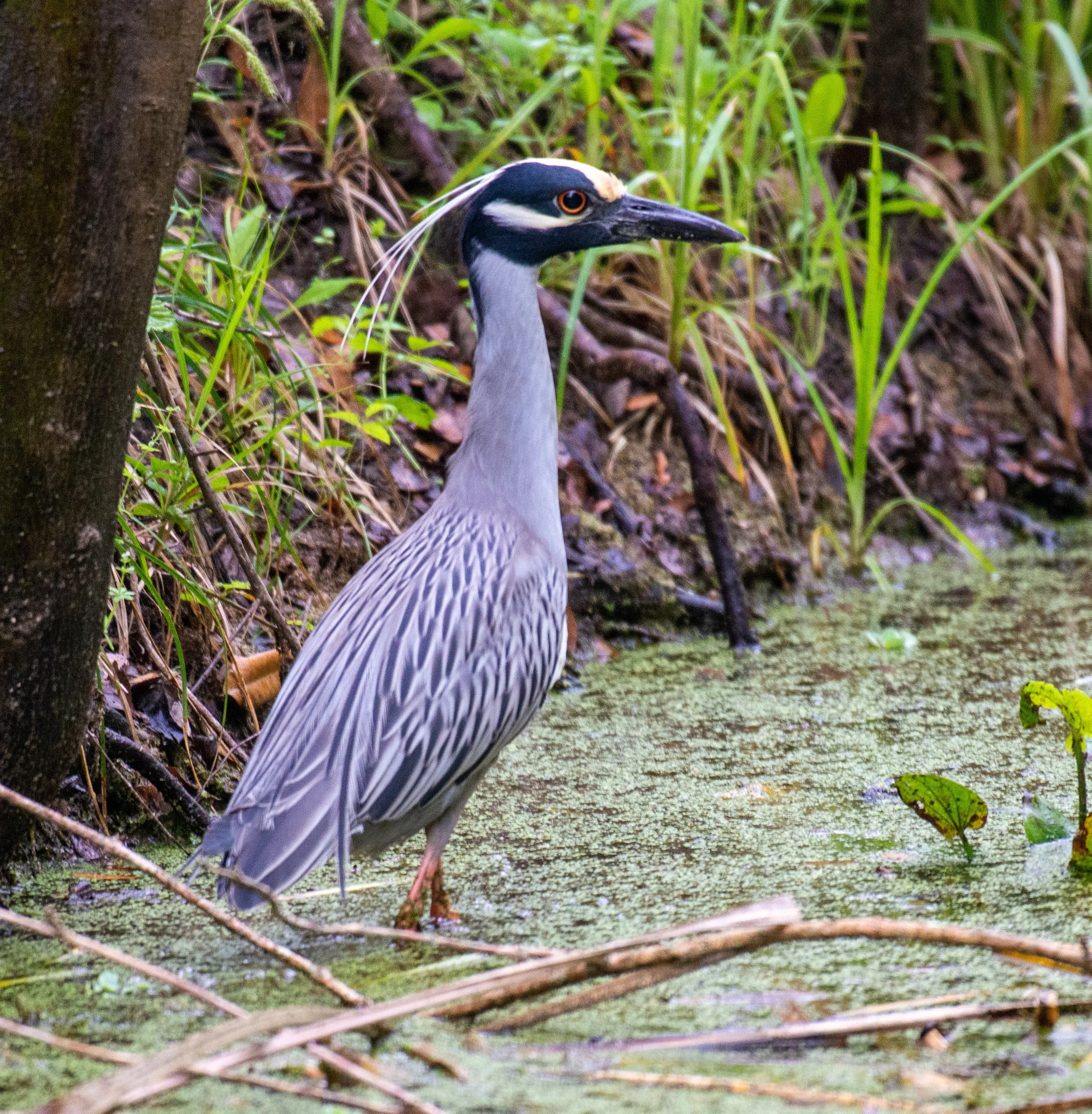 Brazos Bend SP-562.jpg