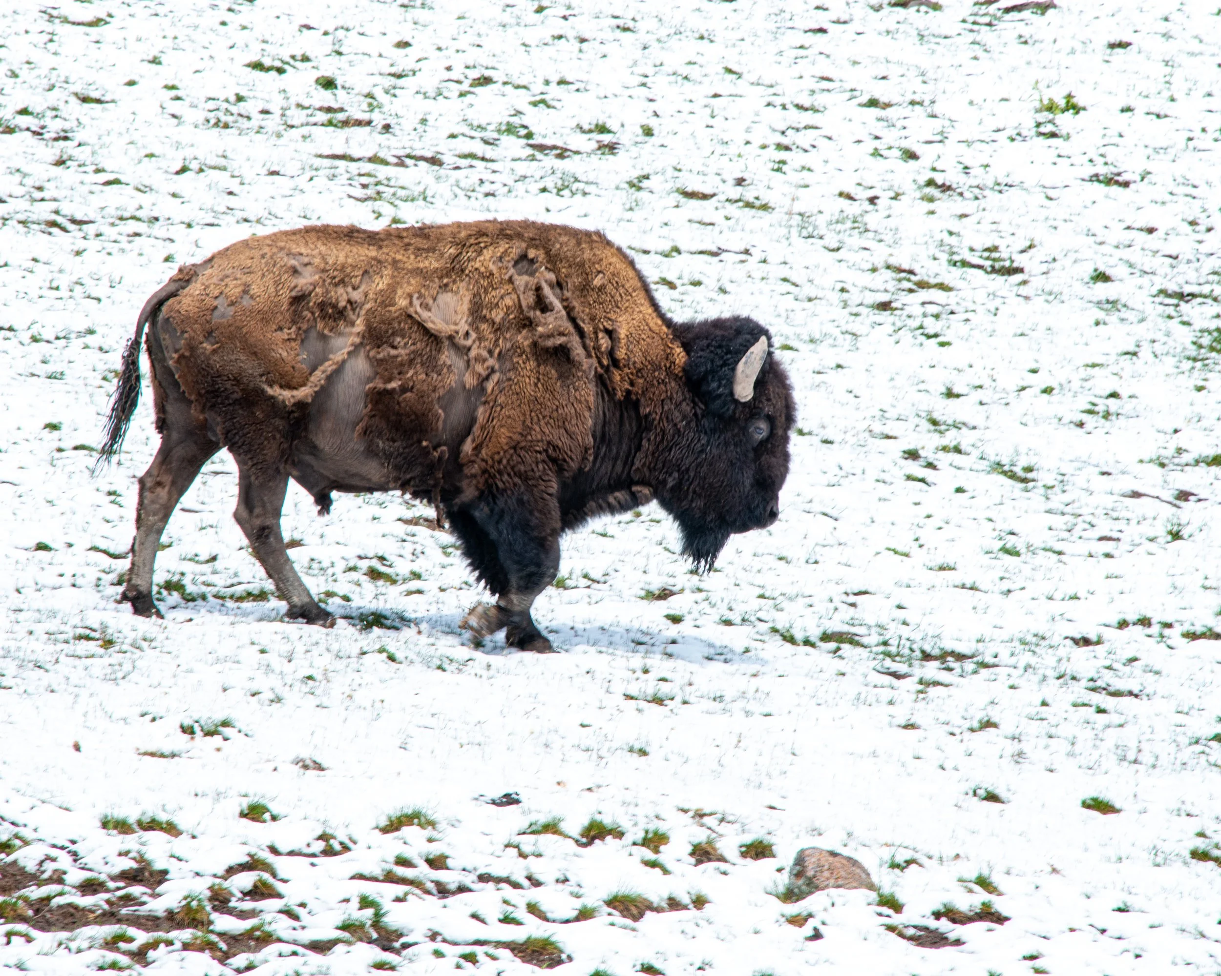 Yellowstone NP-110.jpg