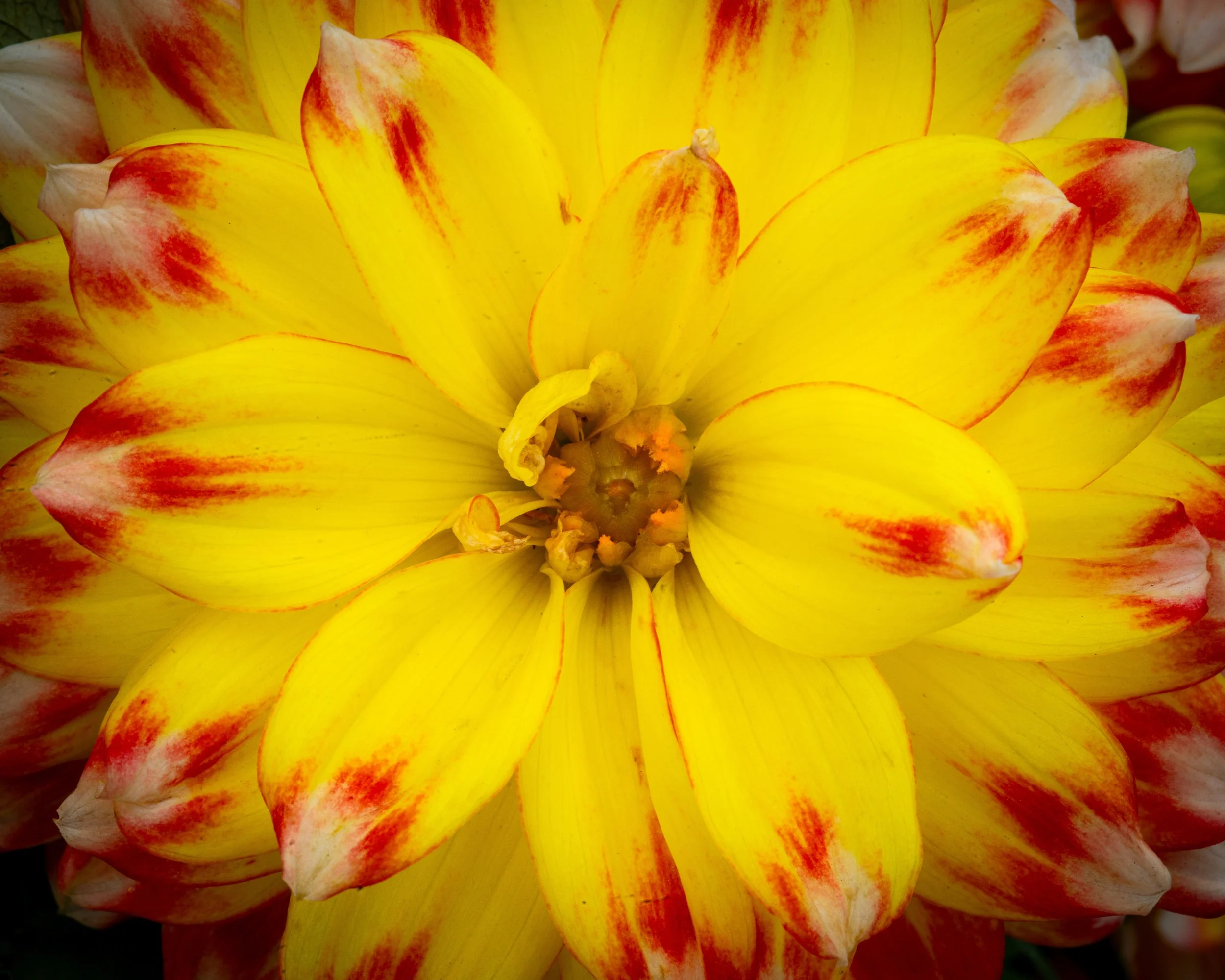 Fernie Flowers-488.jpg