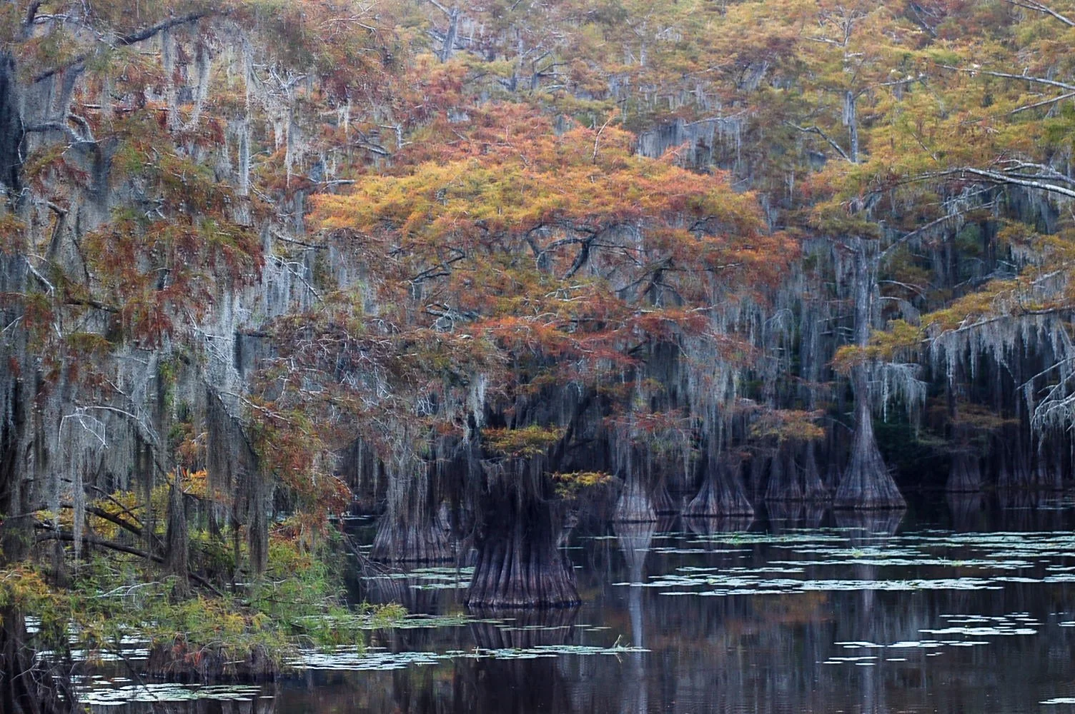 Caddo Lake SP-039.jpg