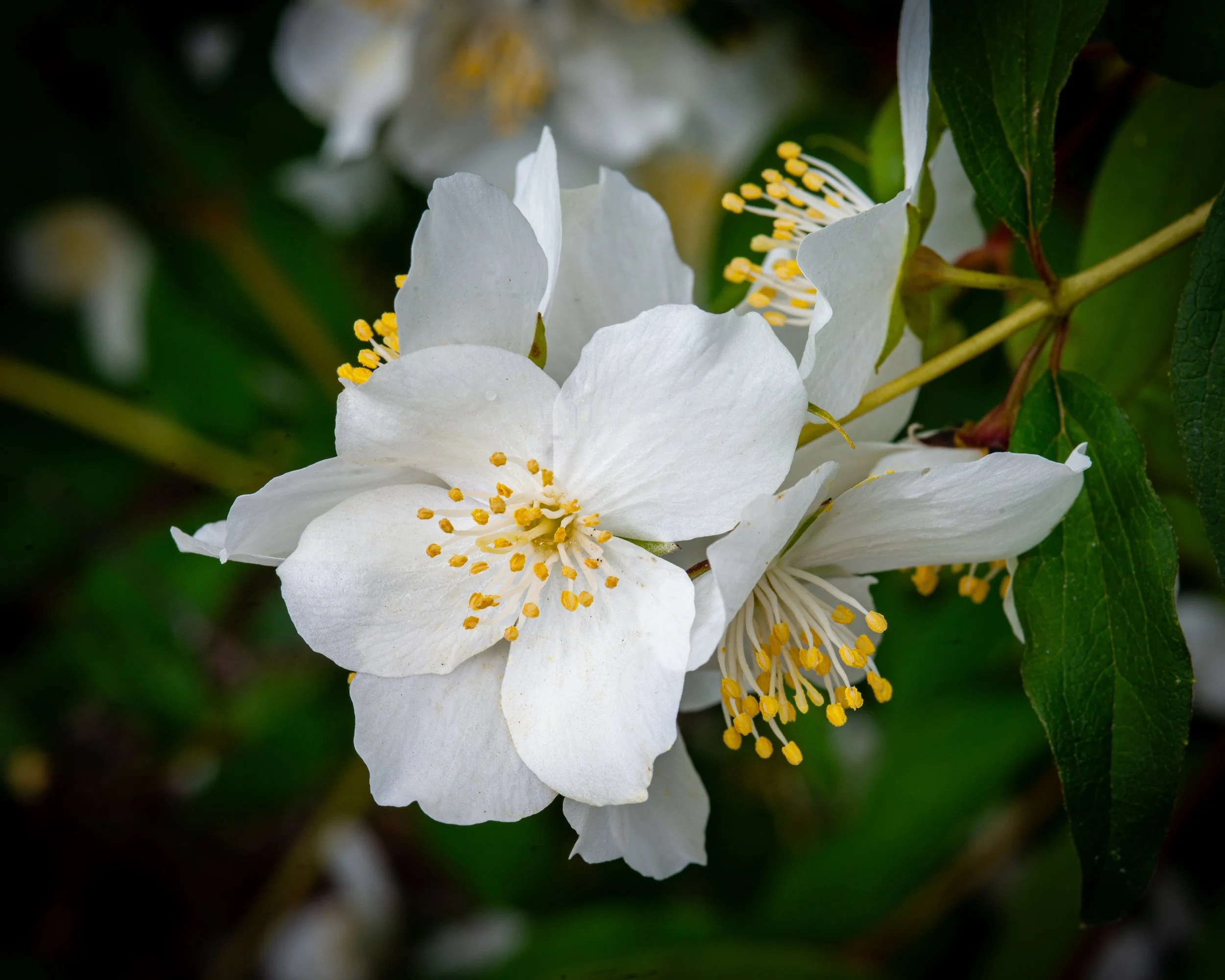 Fernie Flowers-511.jpg