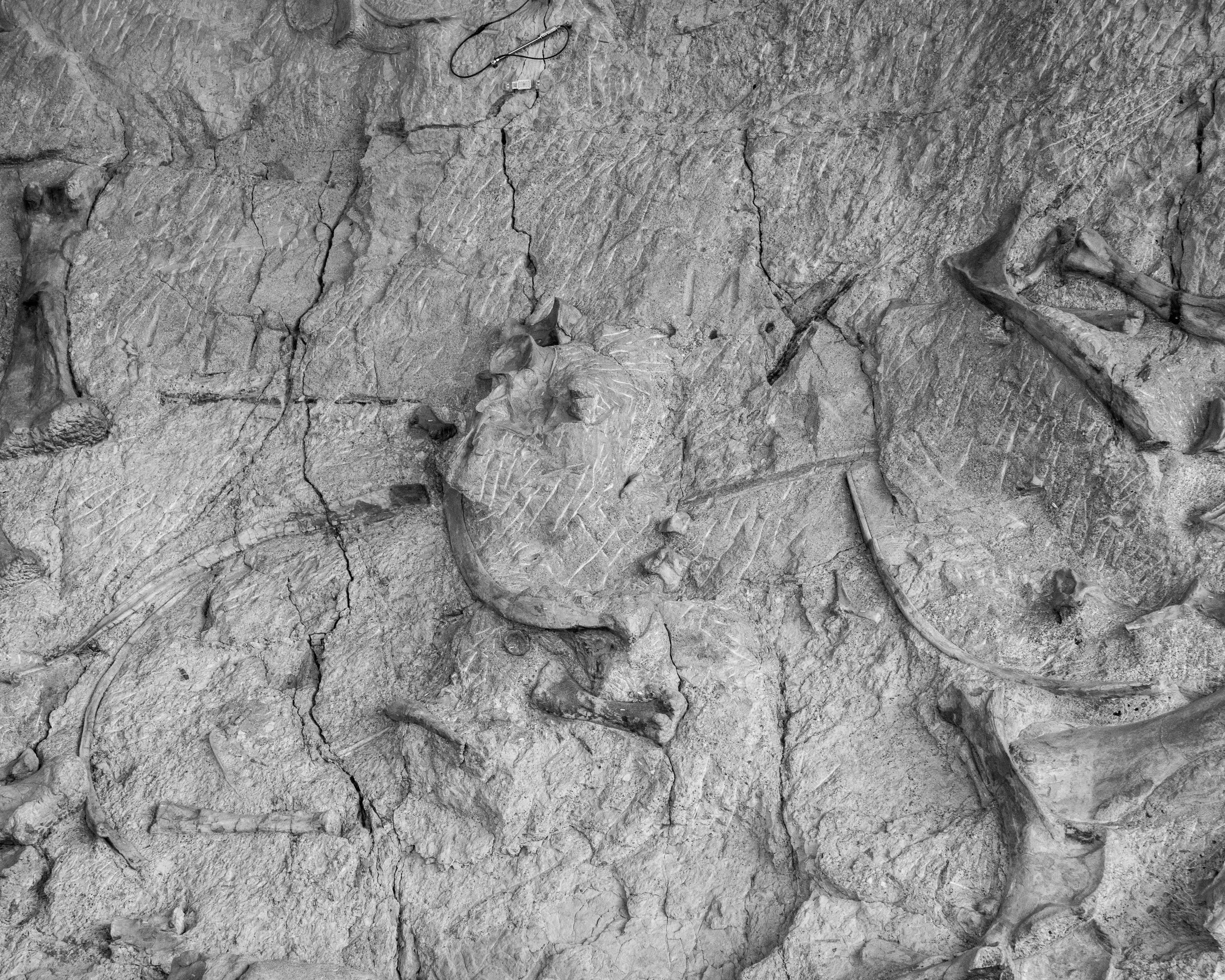 Dinosaur NM-86.jpg