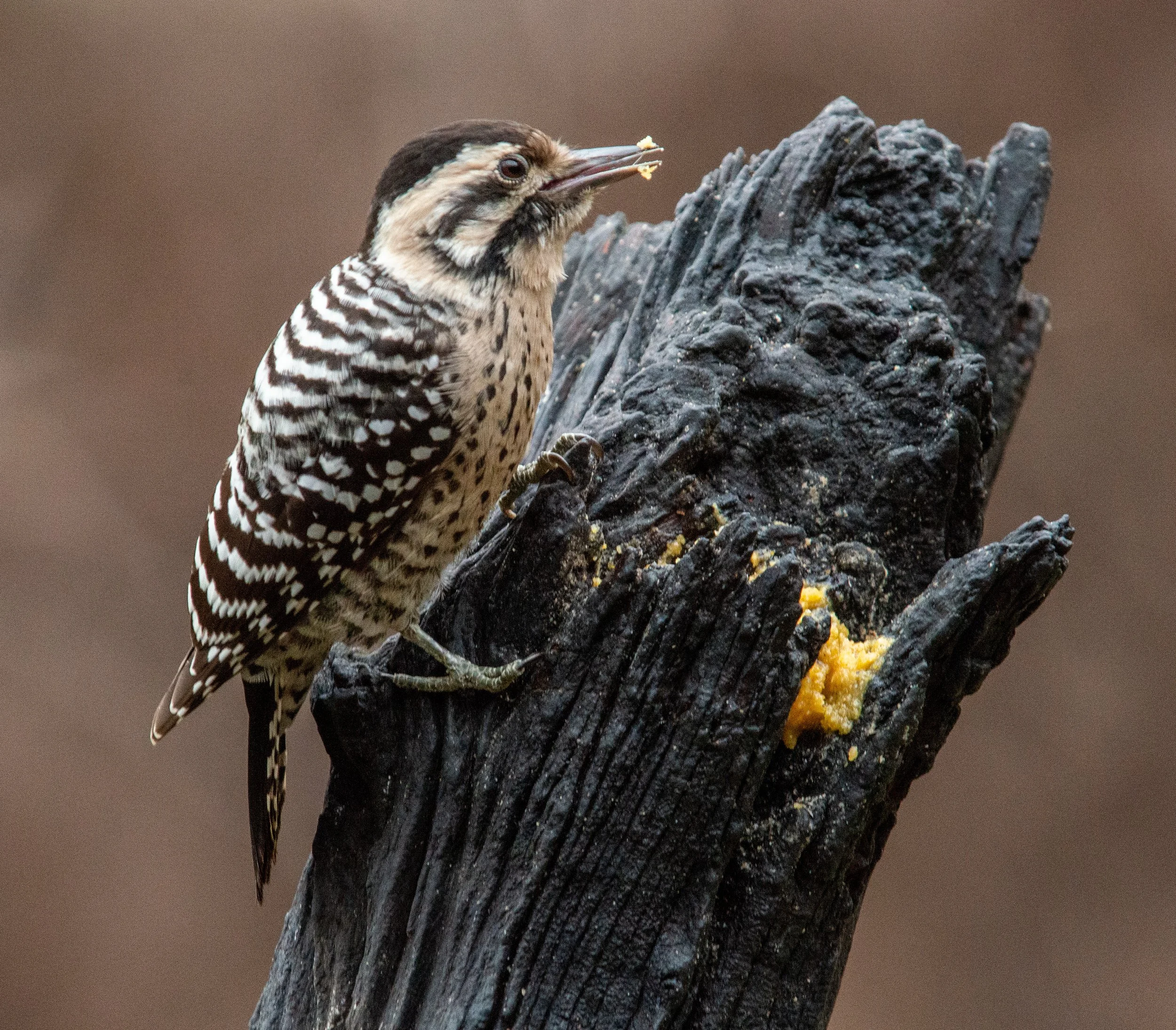 Pedernales Falls SP-095.jpg