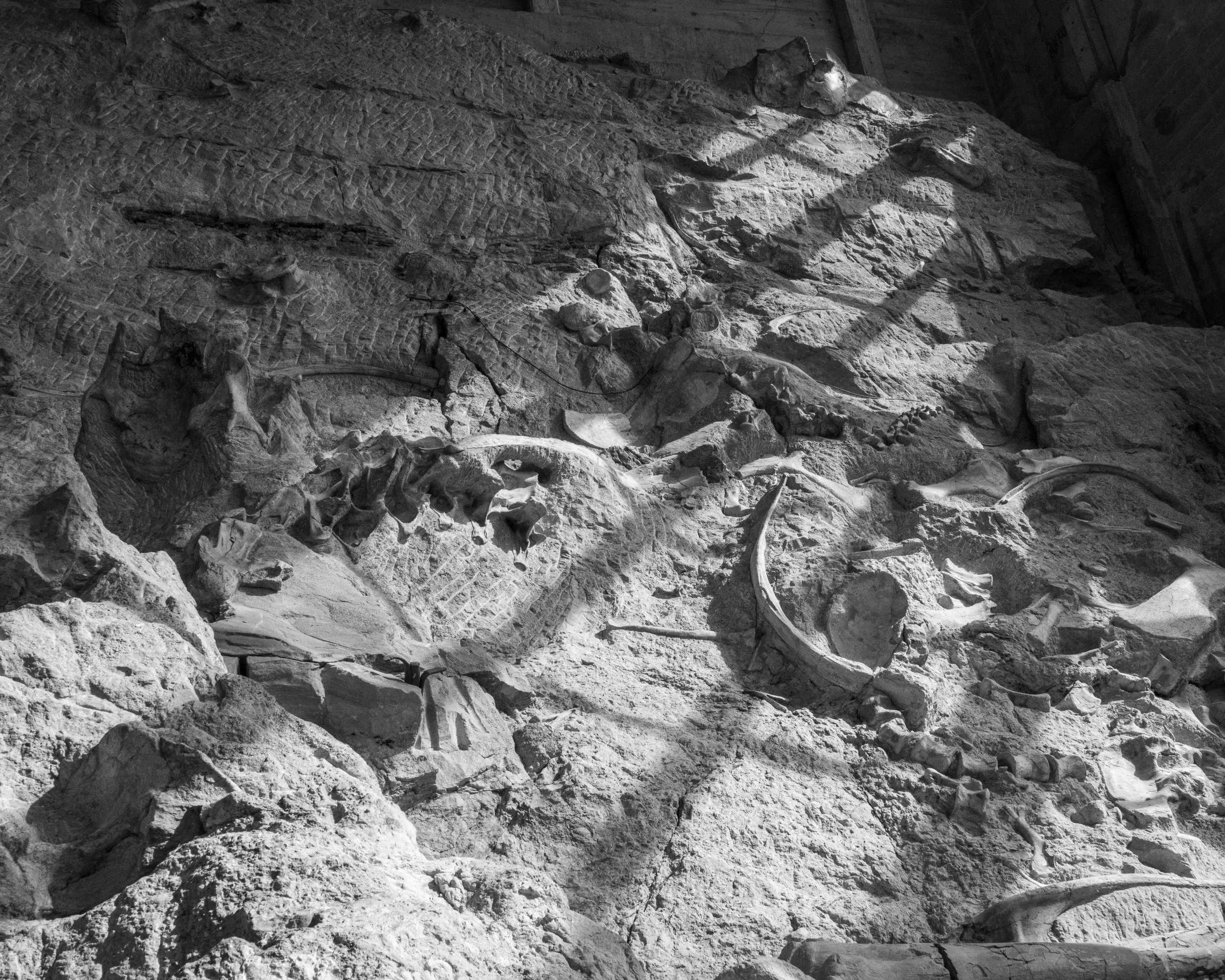Dinosaur NM-133.jpg
