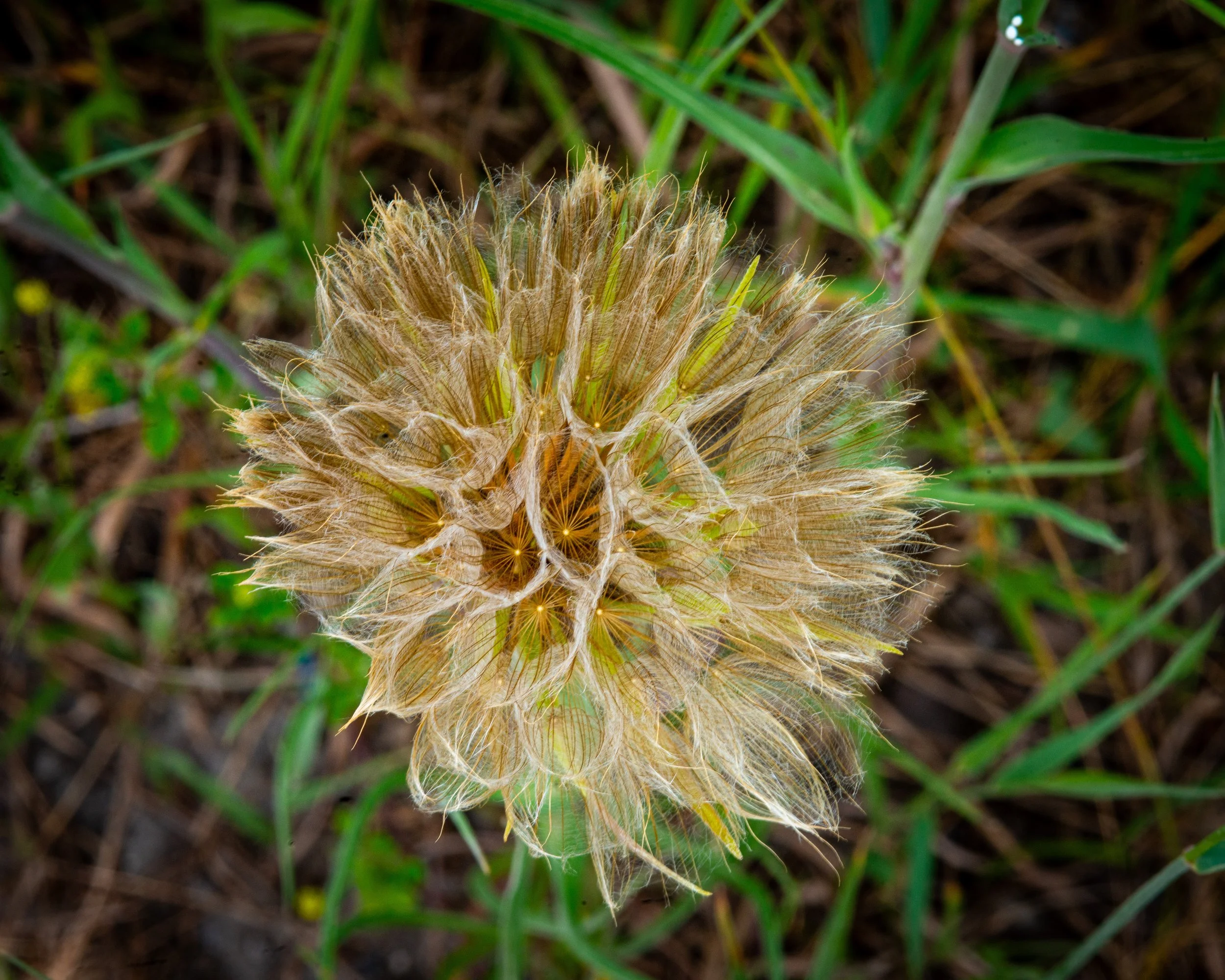 Fernie Flowers-552.jpg
