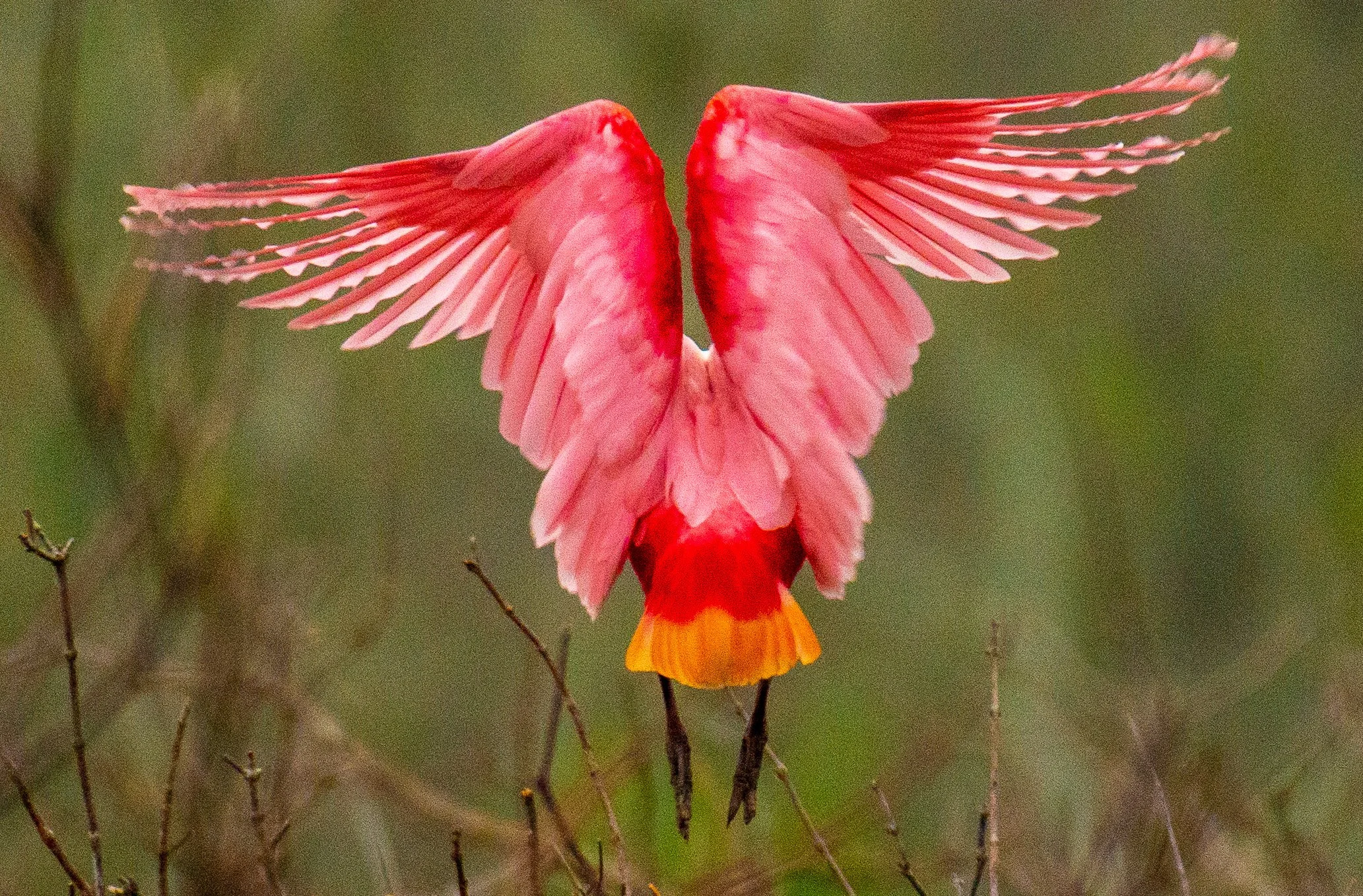 Jeansonne Photography-Roseate Spoonbill 2-3.jpg