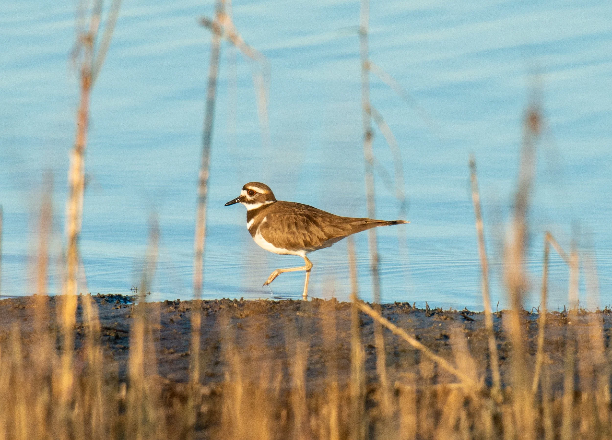 Galveston Island SP-243.jpg