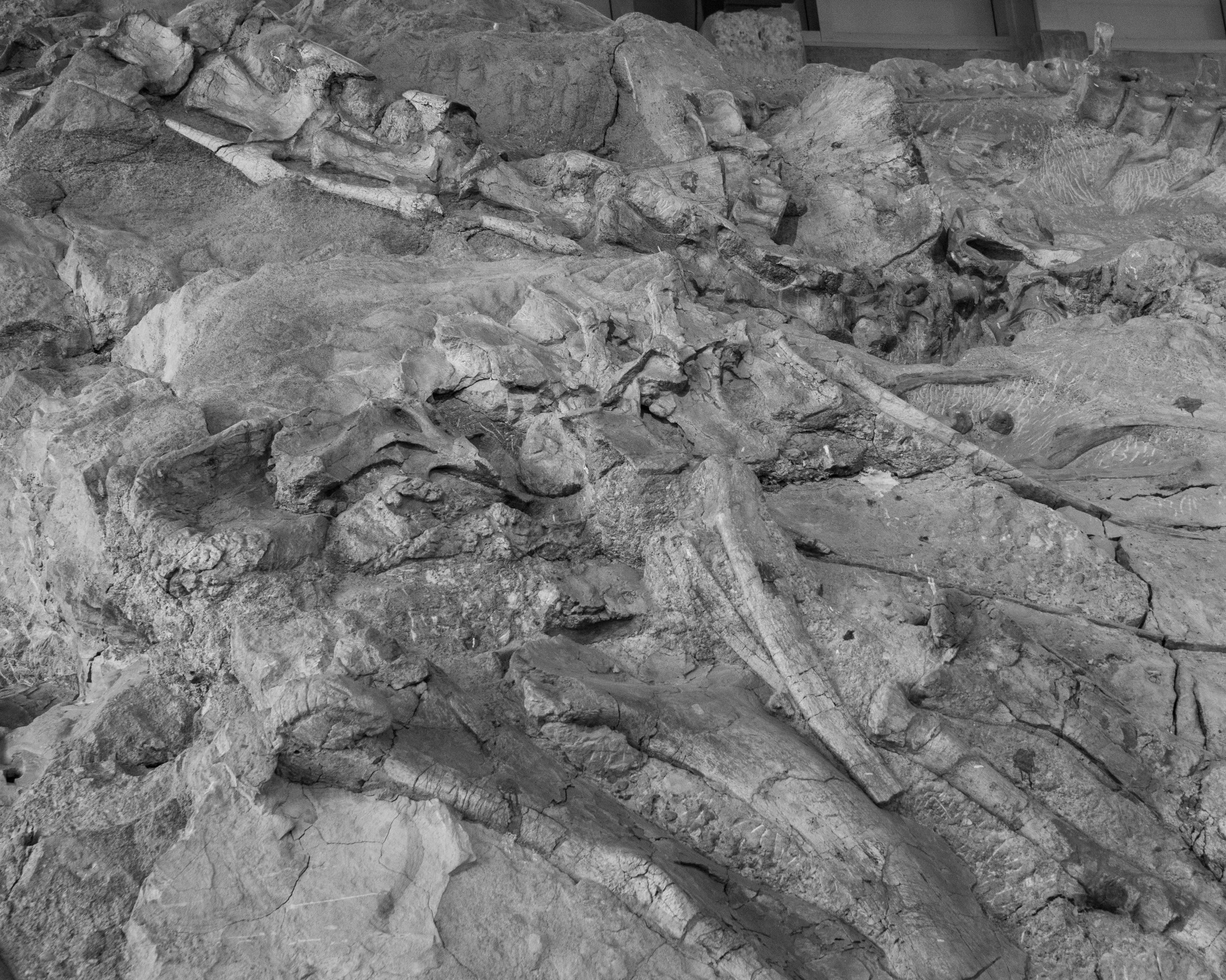 Dinosaur NM-103.jpg
