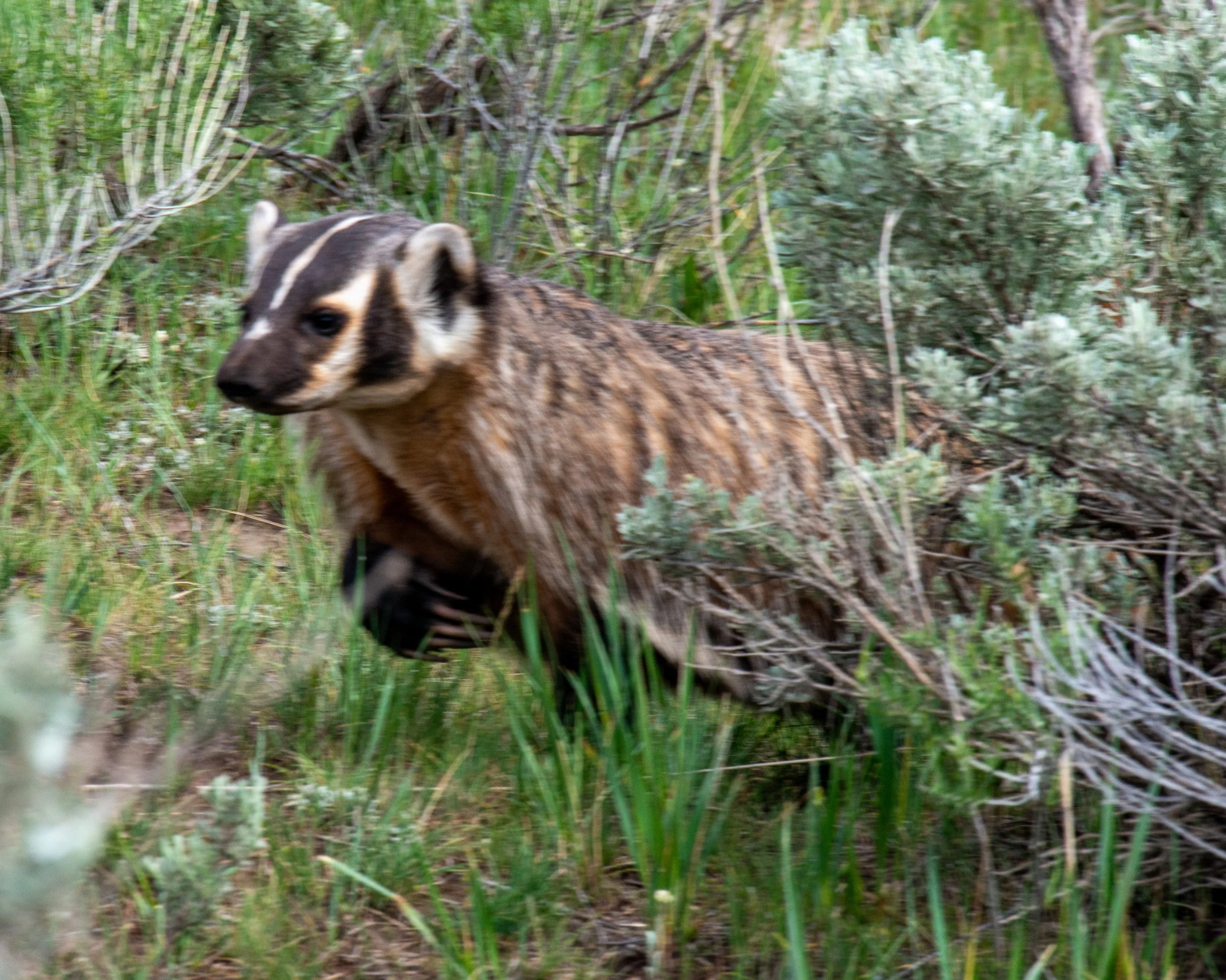 Yellowstone NP-906.jpg