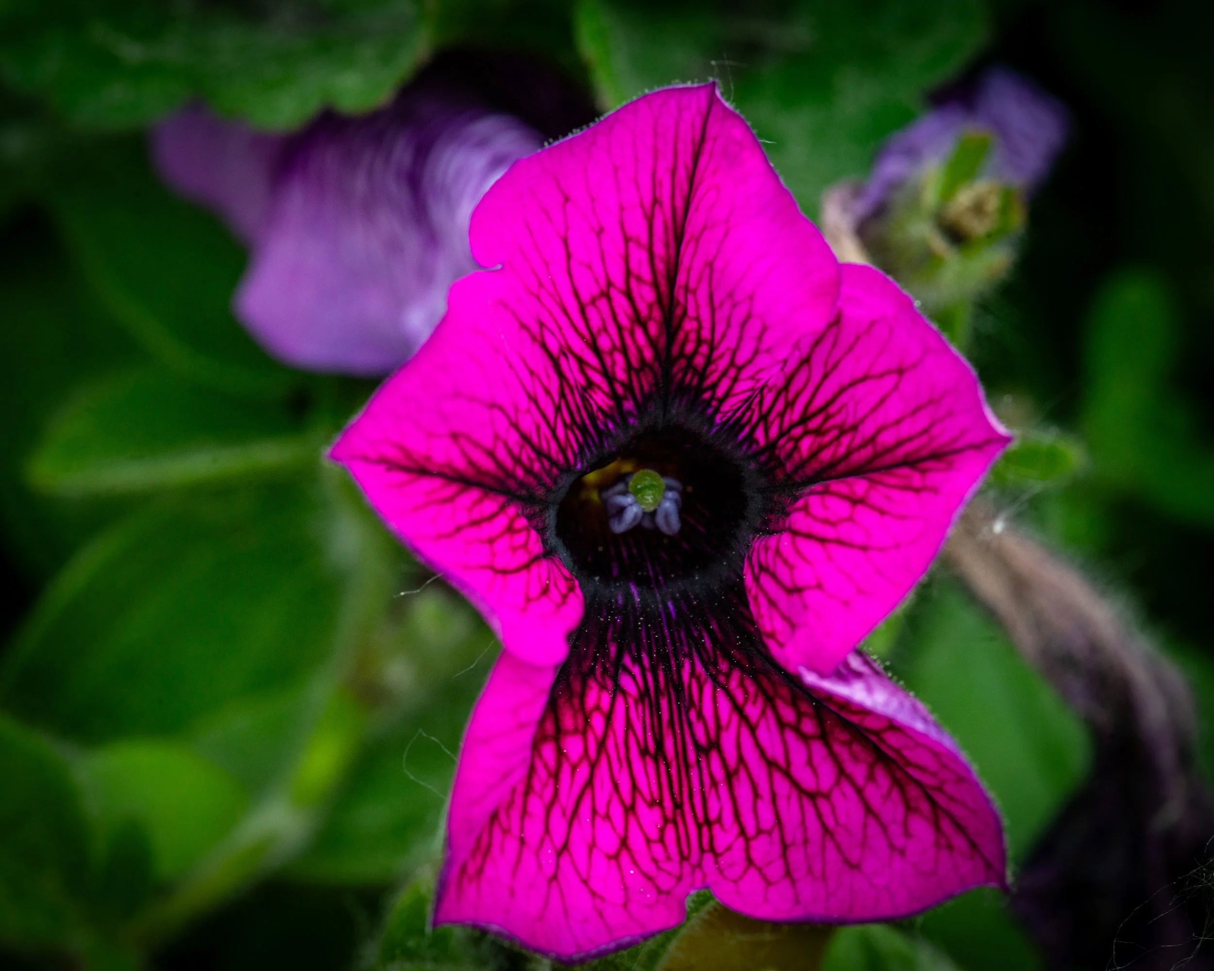 Fernie Flowers-463.jpg