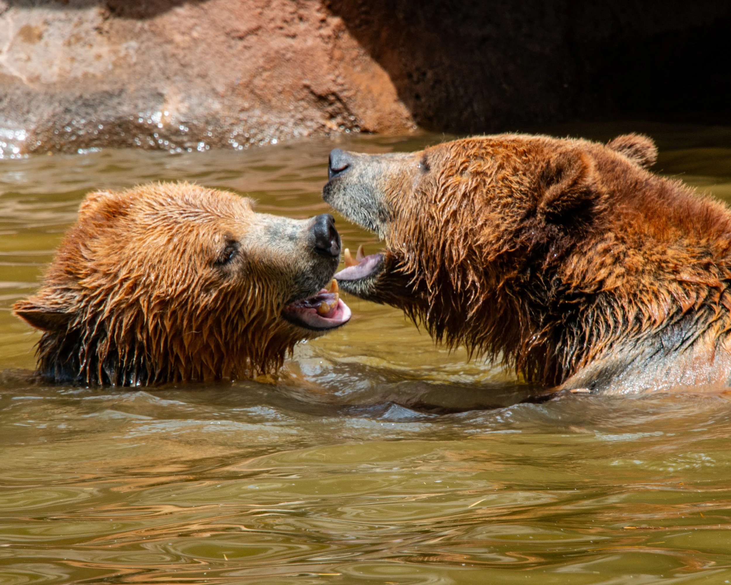 Bearizona WP-127.jpg