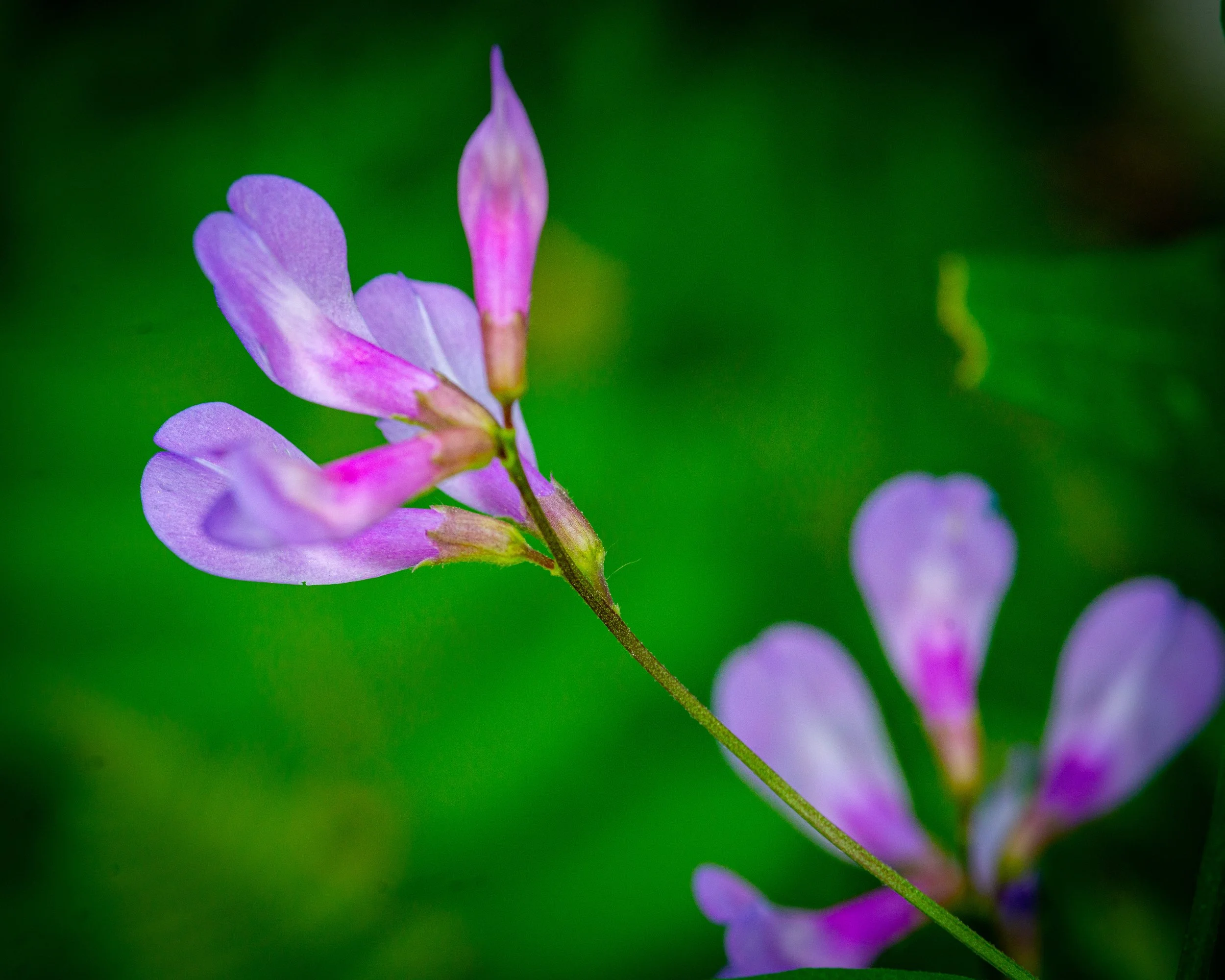 Fernie Flowers-138.jpg