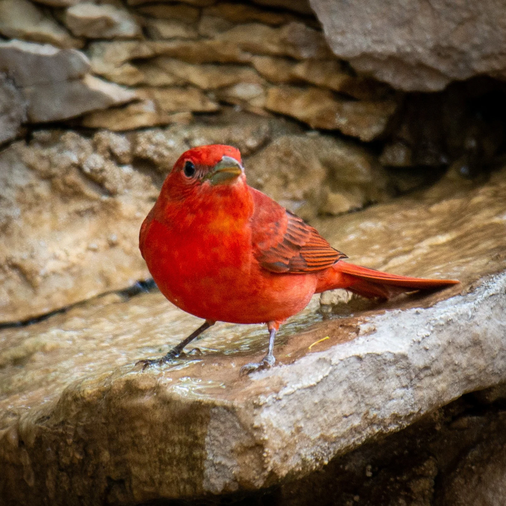 Jeansonne Photography-Summer Tanager 2-12.jpg