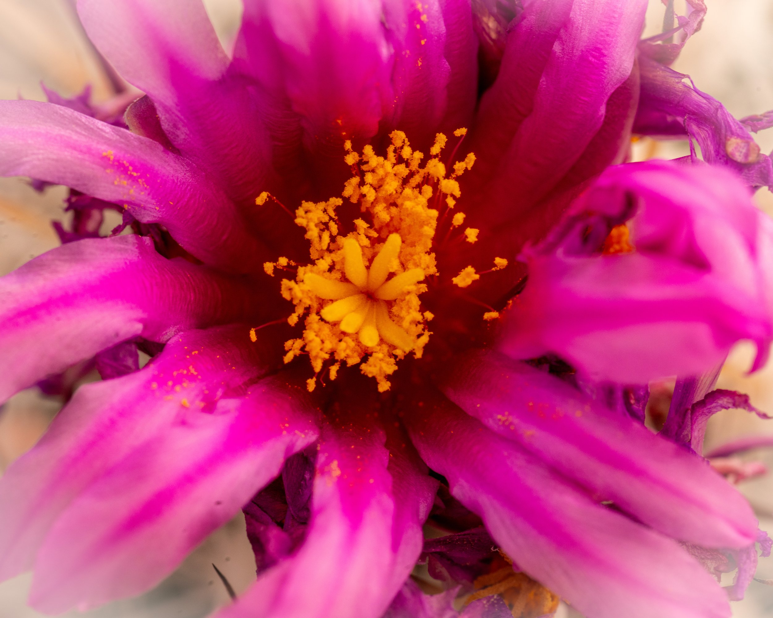 Chihuahuan Desert NC-3.jpg