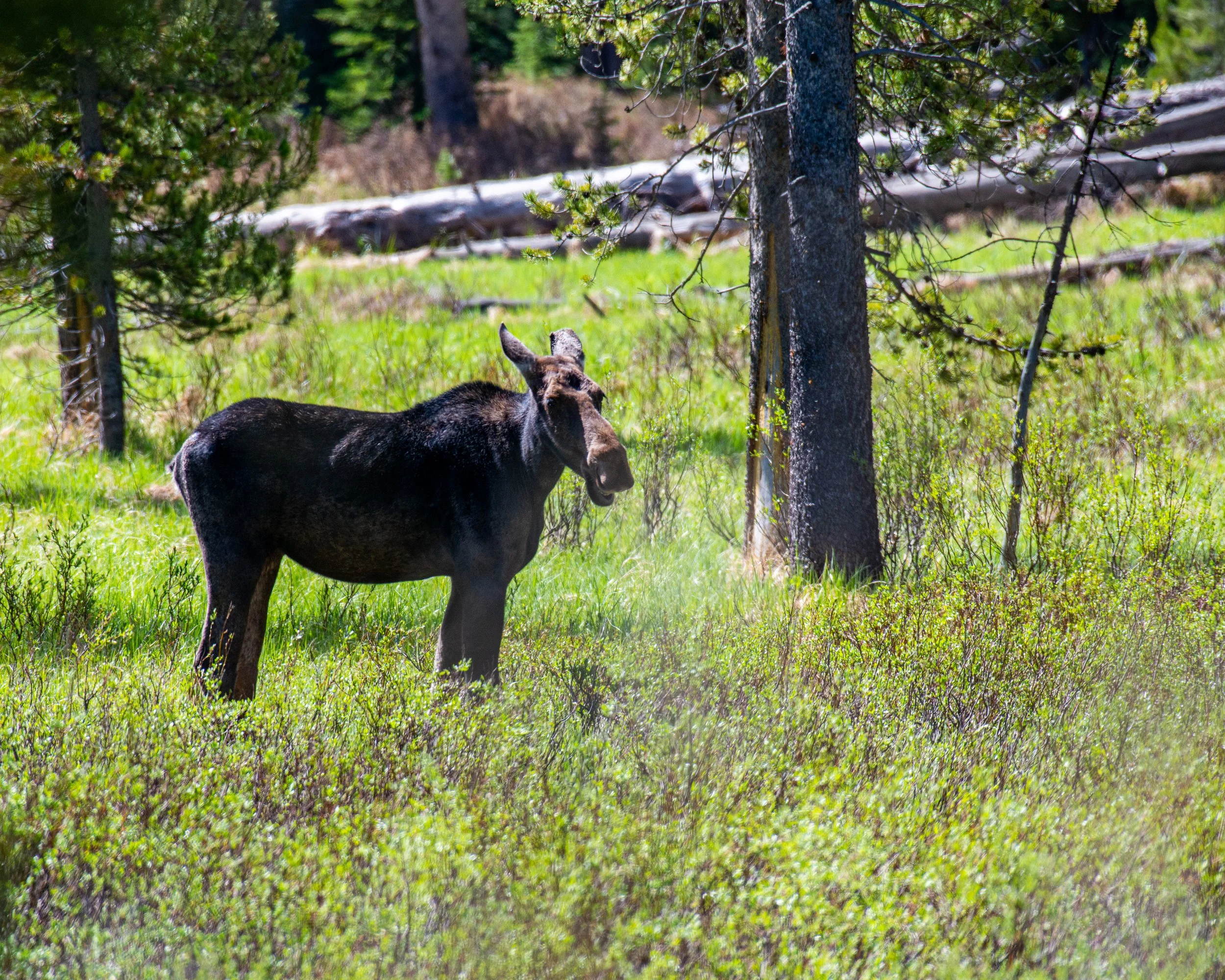 Yellowstone NP-1003.jpg