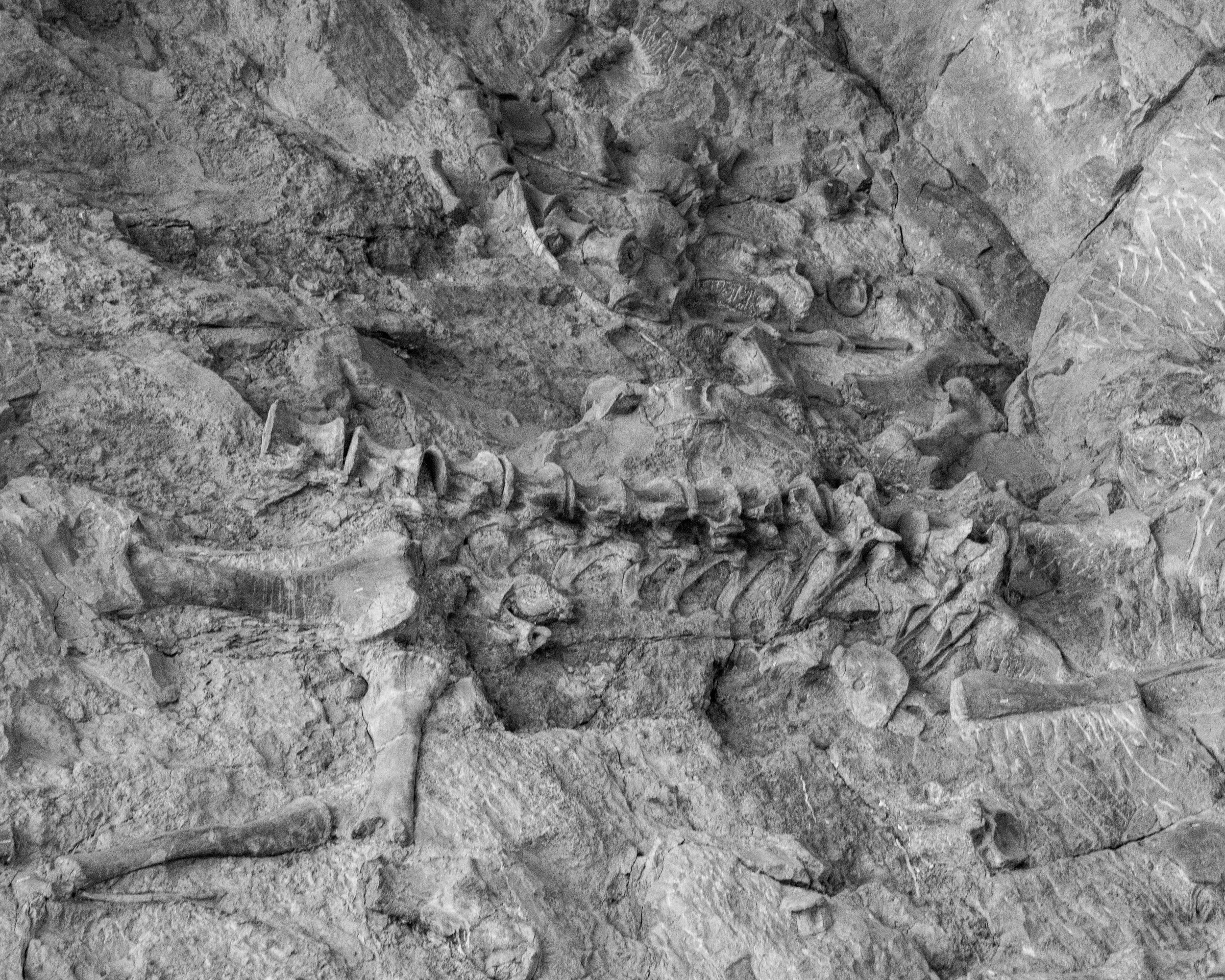 Dinosaur NM-105.jpg