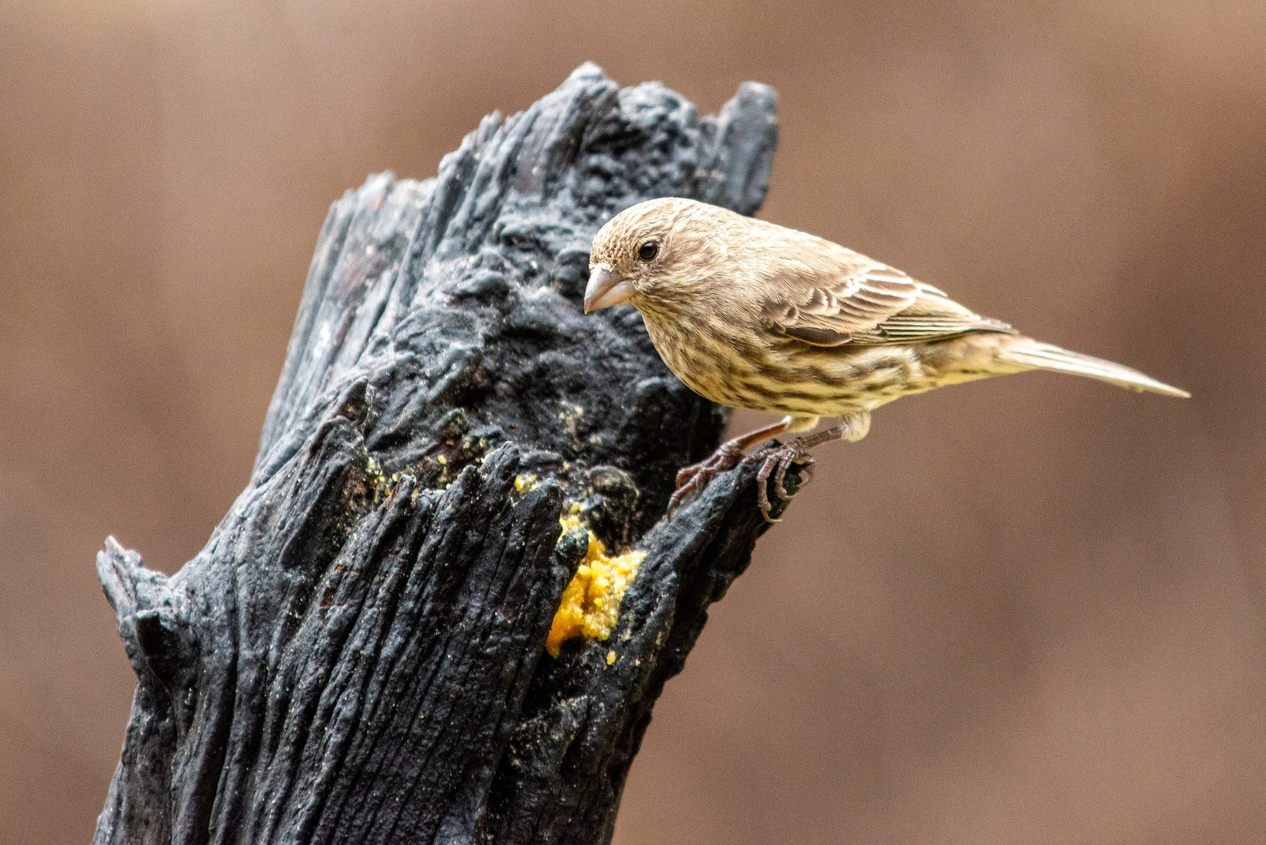 Pedernales Falls SP-143.jpg