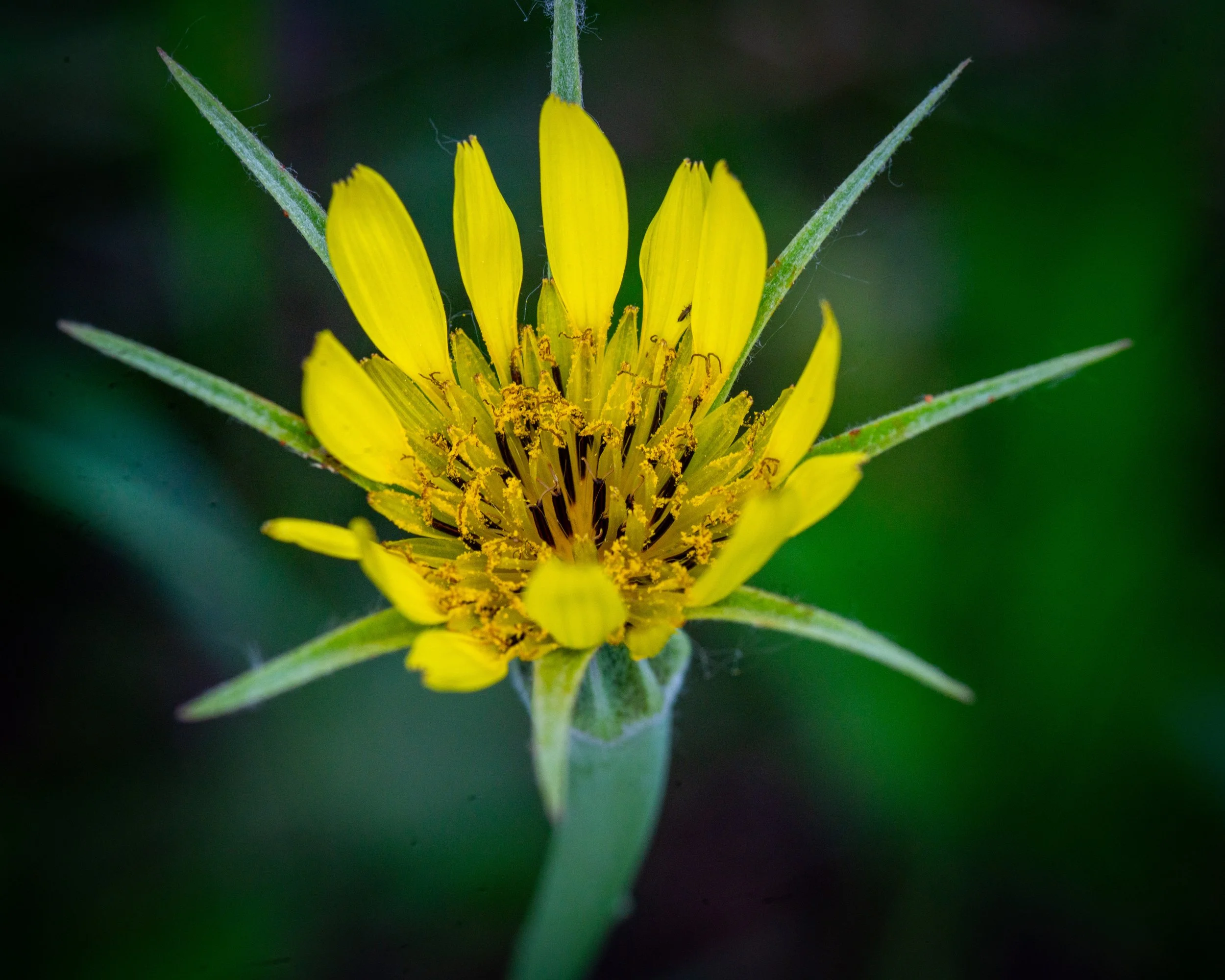Fernie Flowers-106.jpg