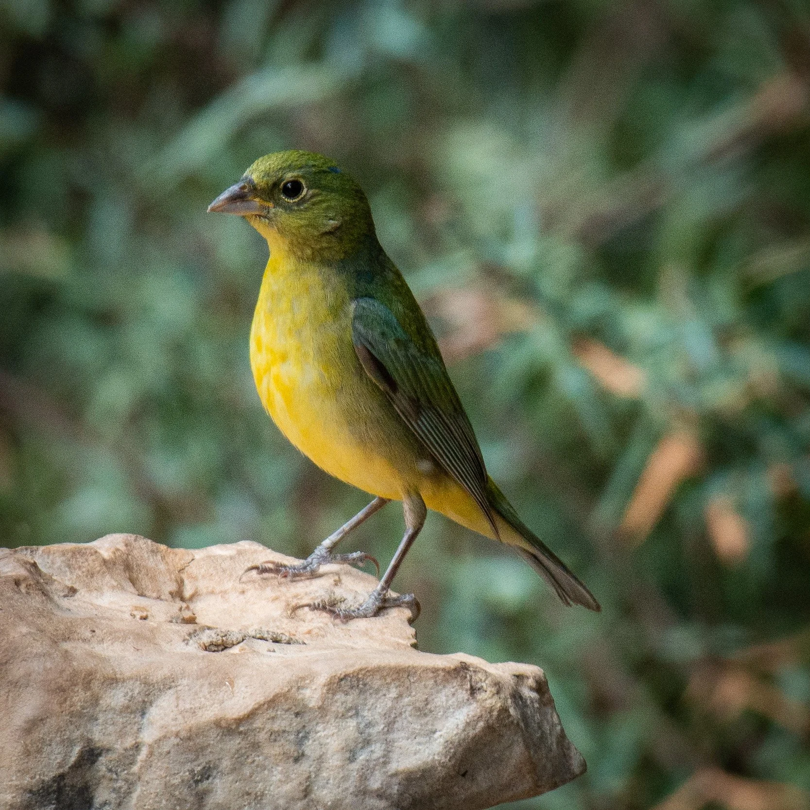 Jeansonne Photography-Painted Bunting Female-14.jpg