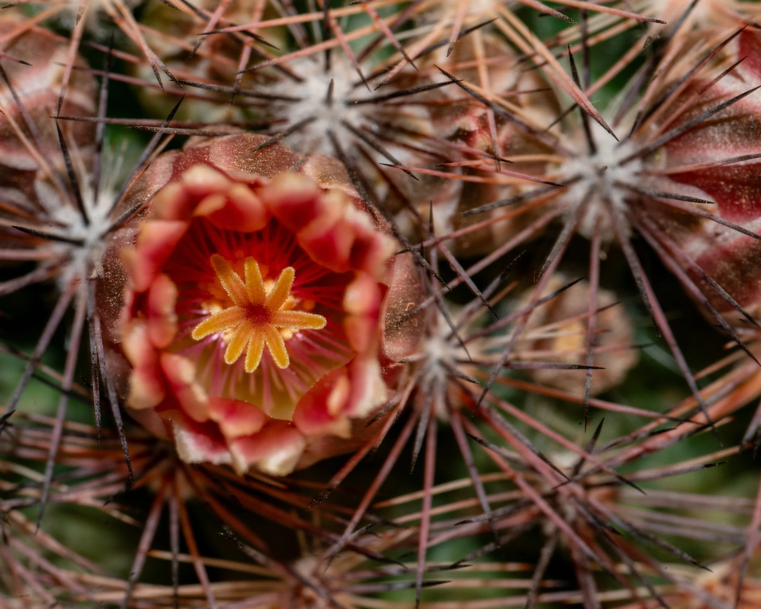 Chihuahuan Desert NC-12.jpg
