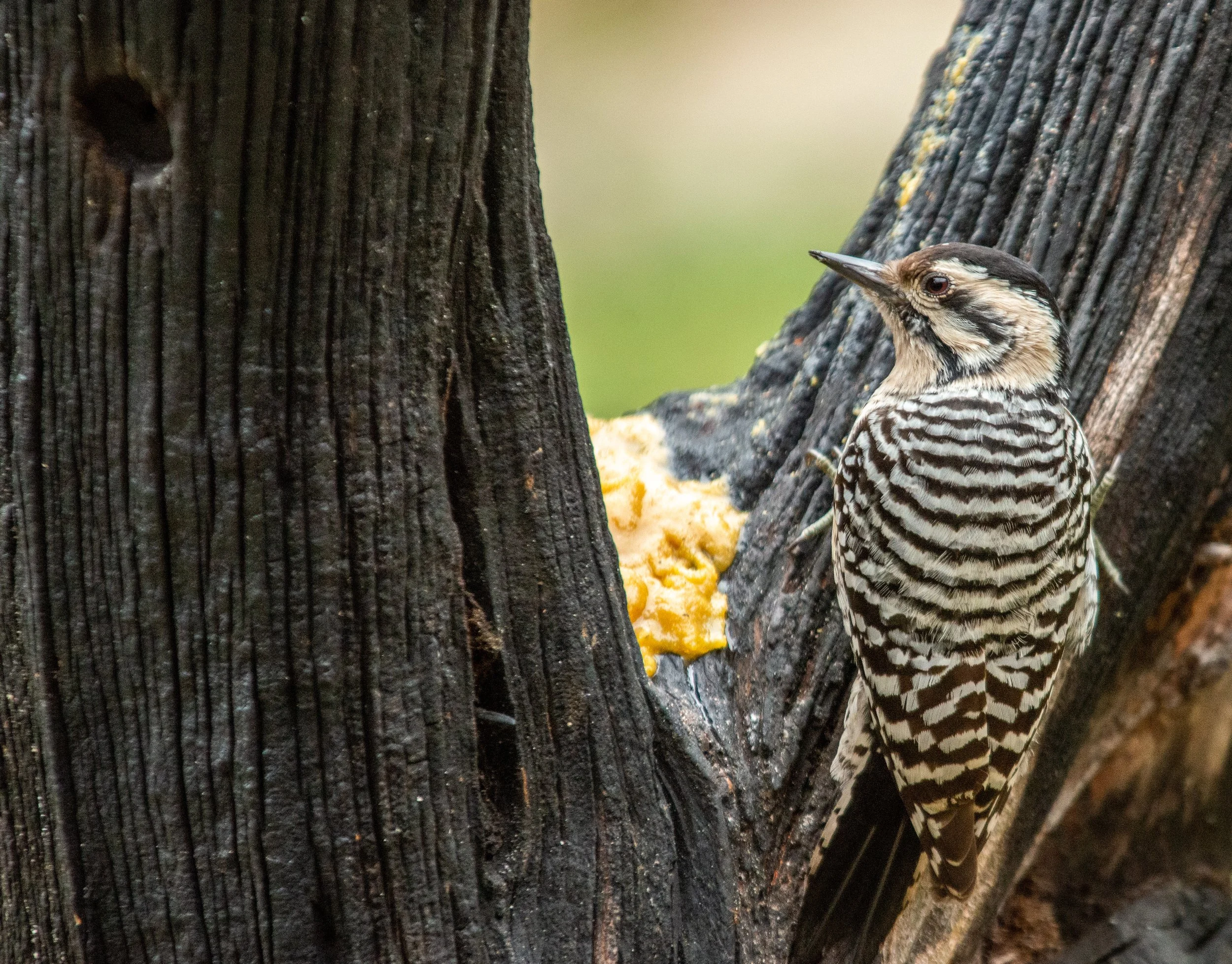 Pedernales Falls SP-133.jpg