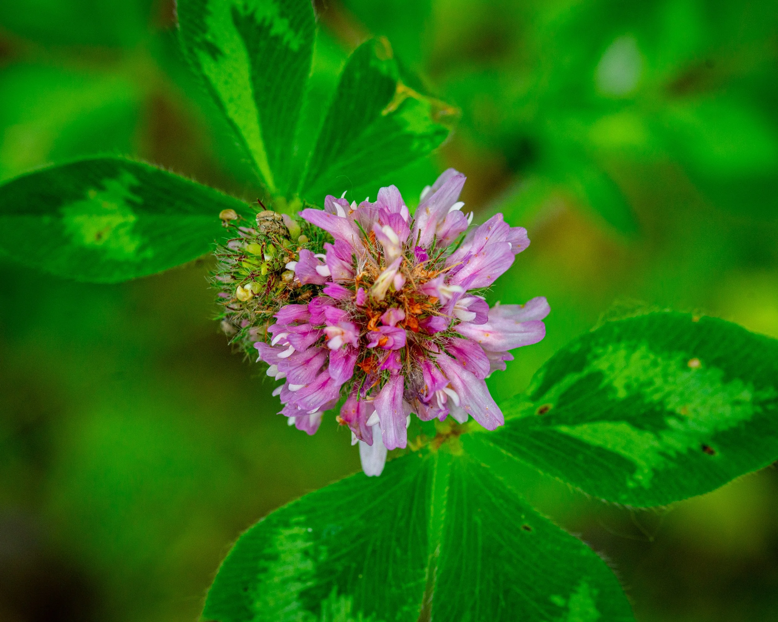 Fernie Flowers-240.jpg