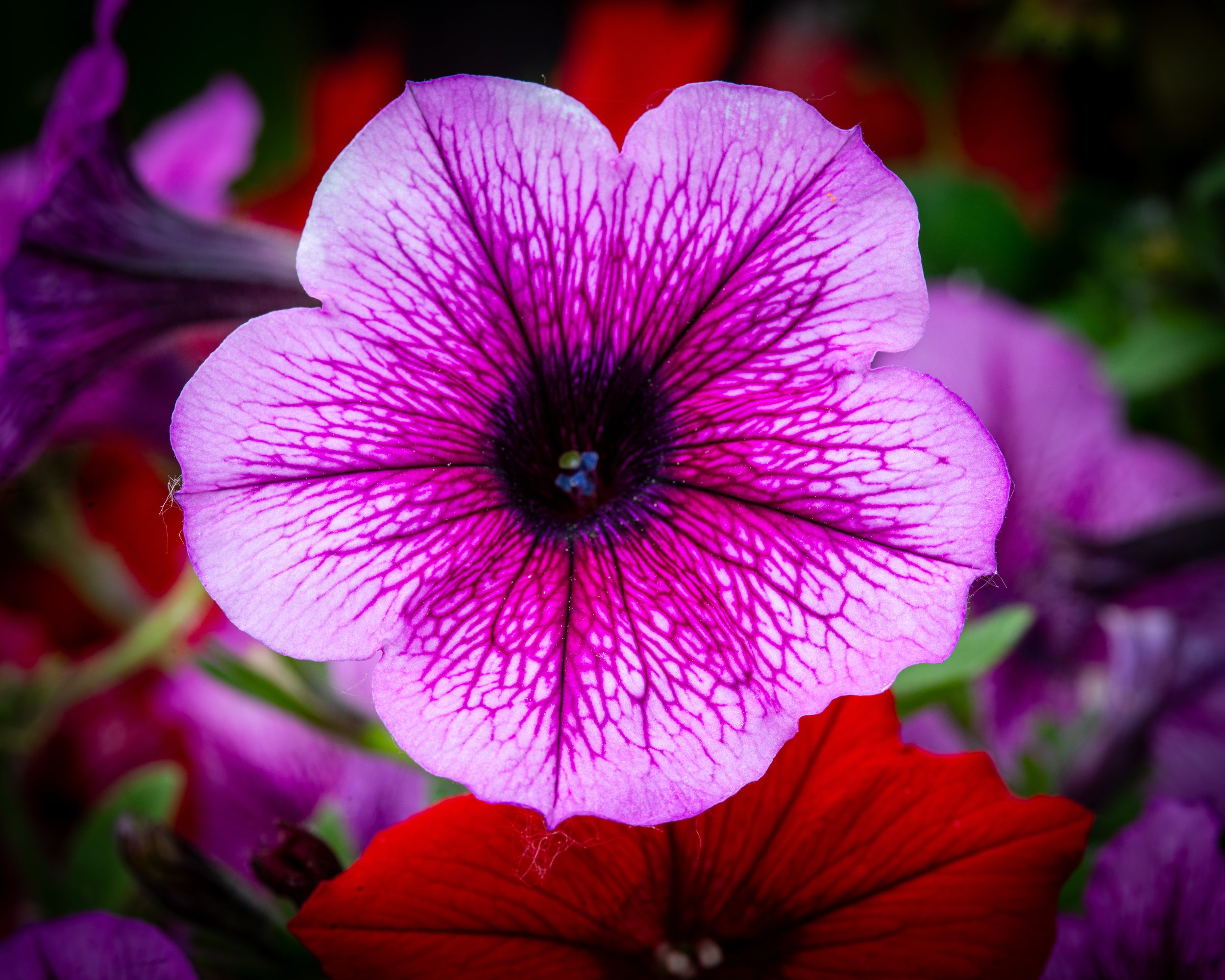 Fernie Flowers-470.jpg