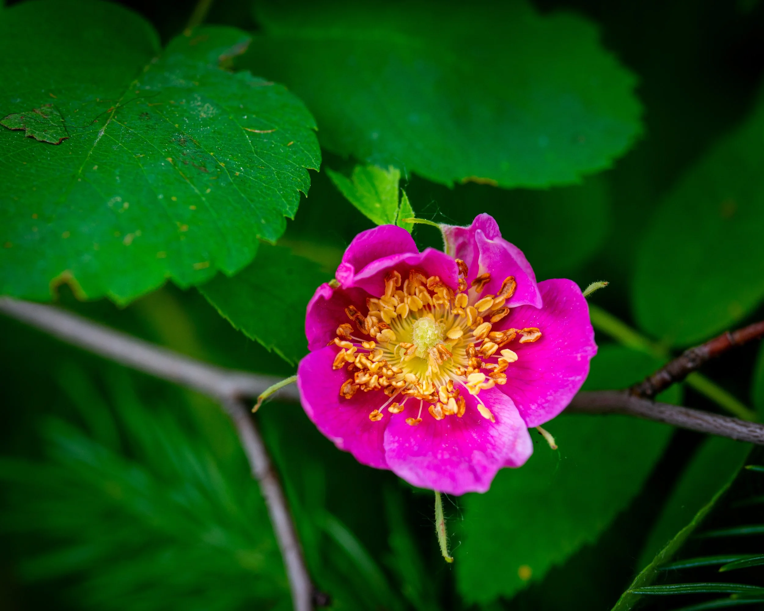 Fernie Flowers-224.jpg