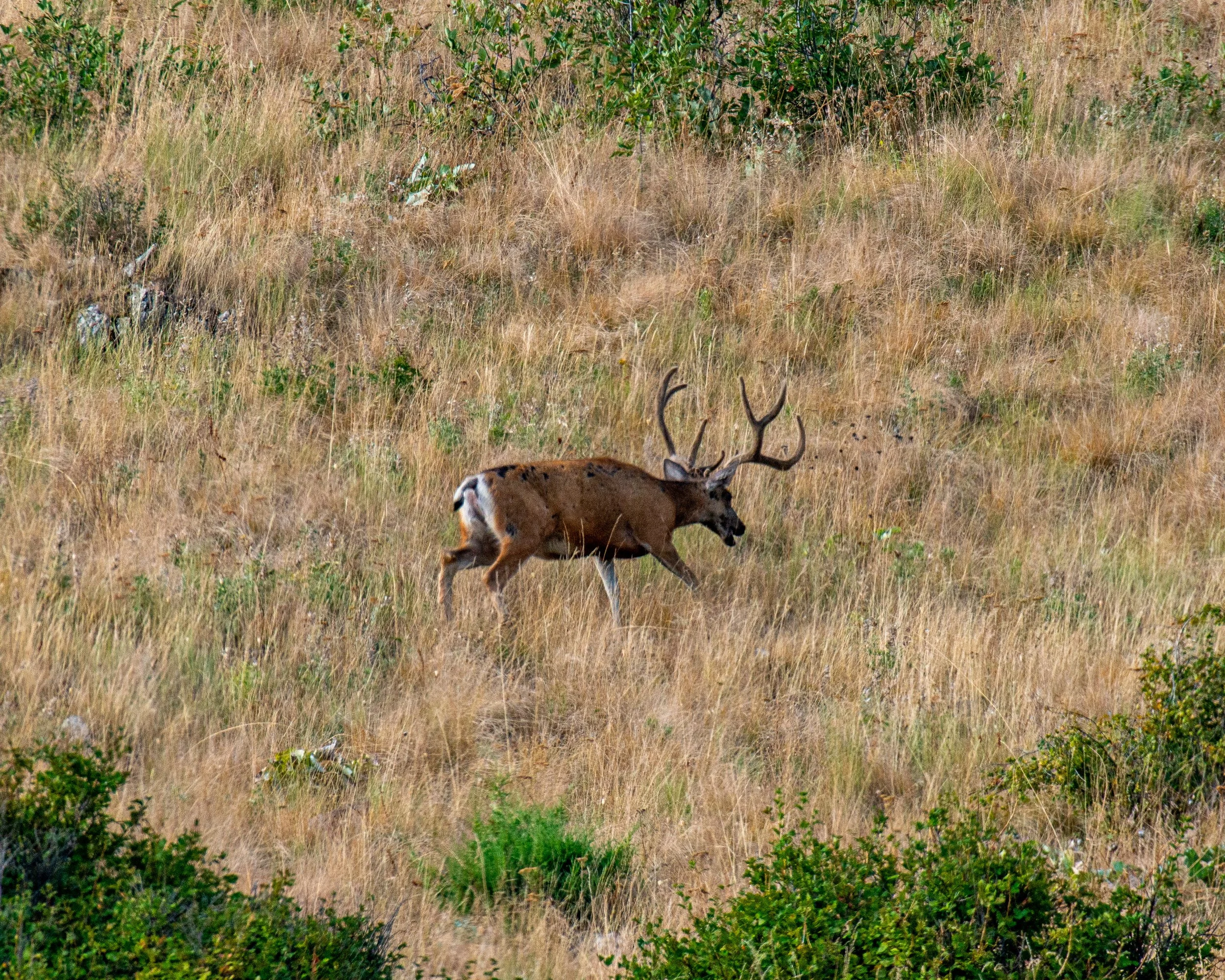 CSKT Bison Range-13.jpg
