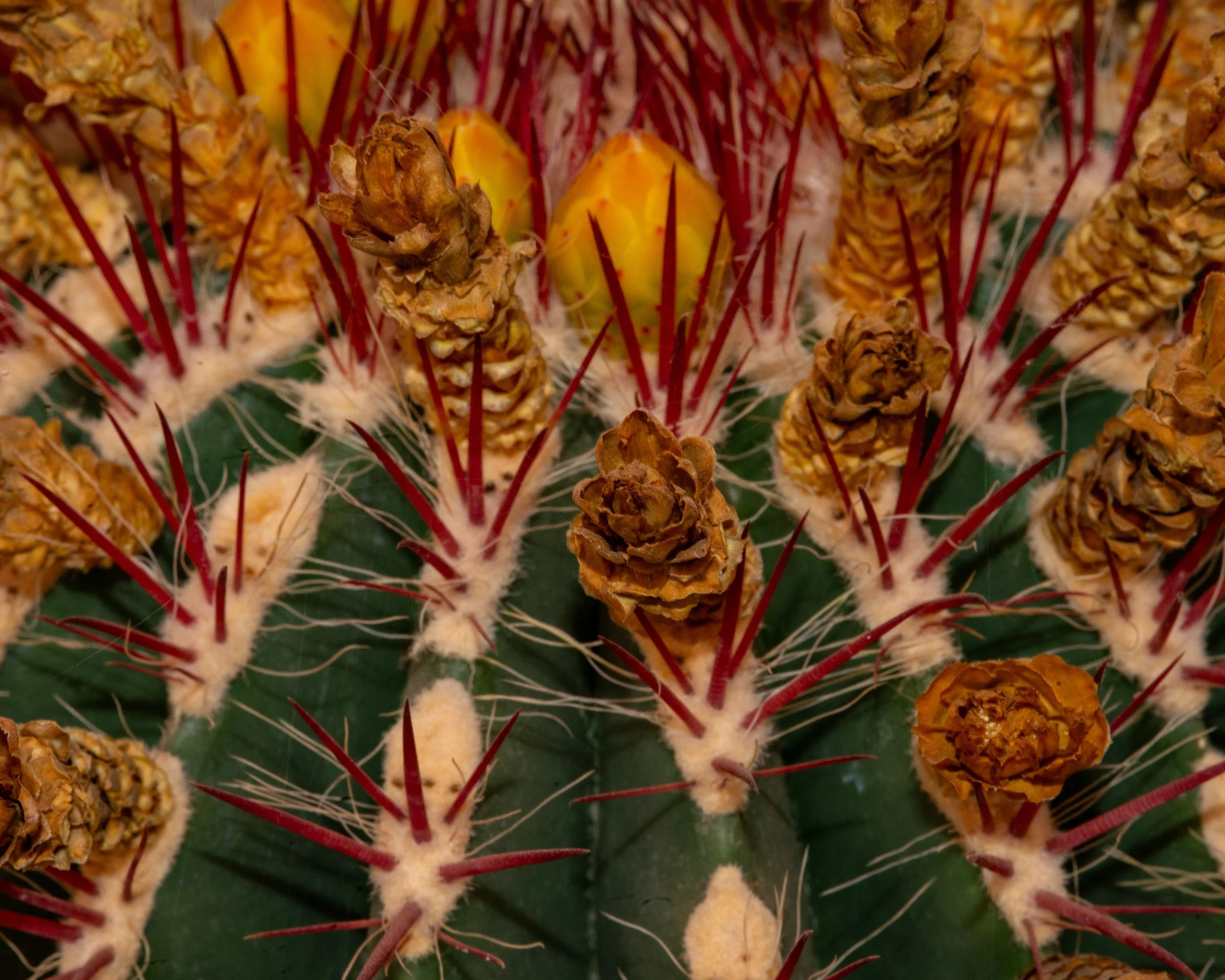 Chihuahuan Desert NC-135.jpg