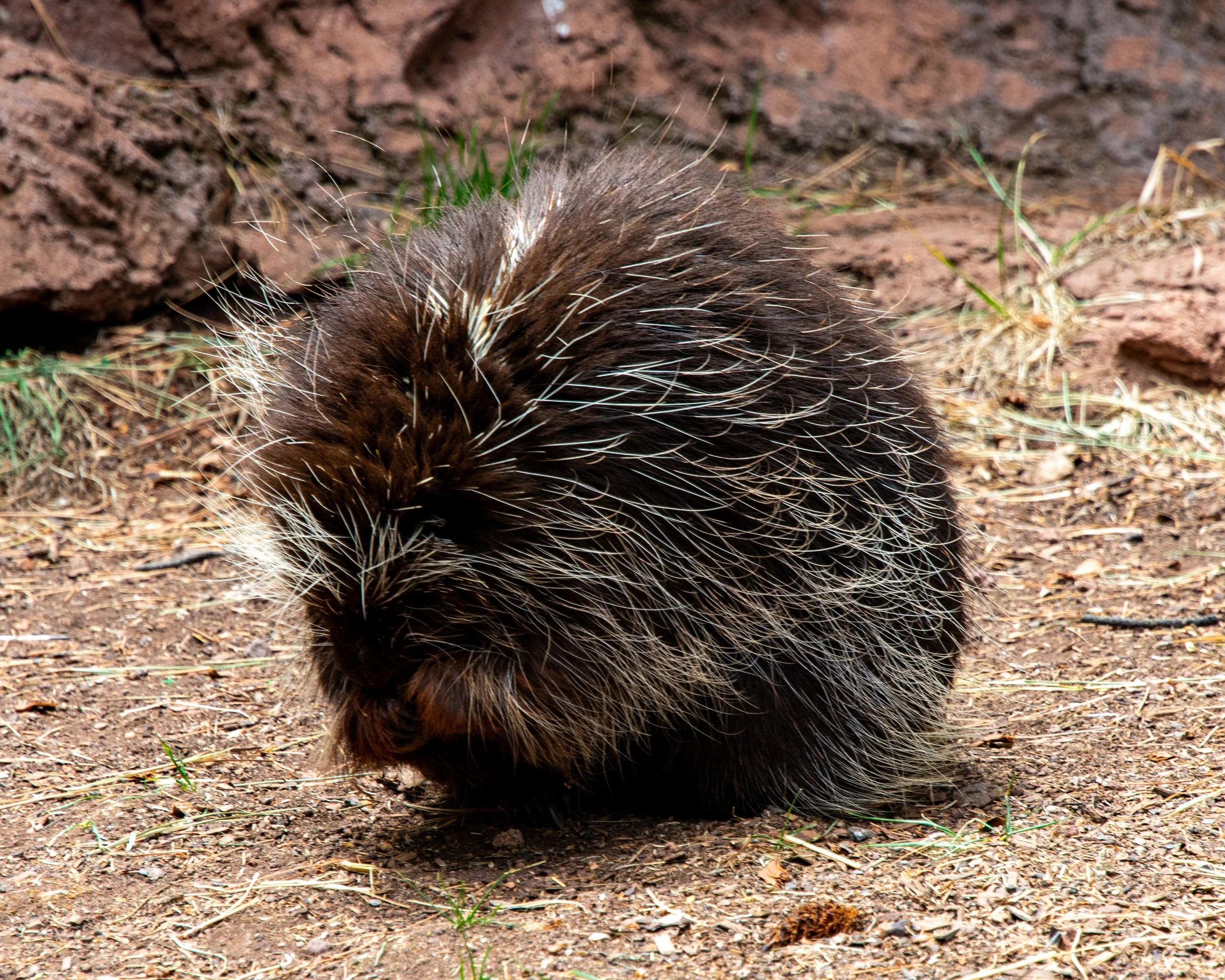 Bearizona WP-180.jpg