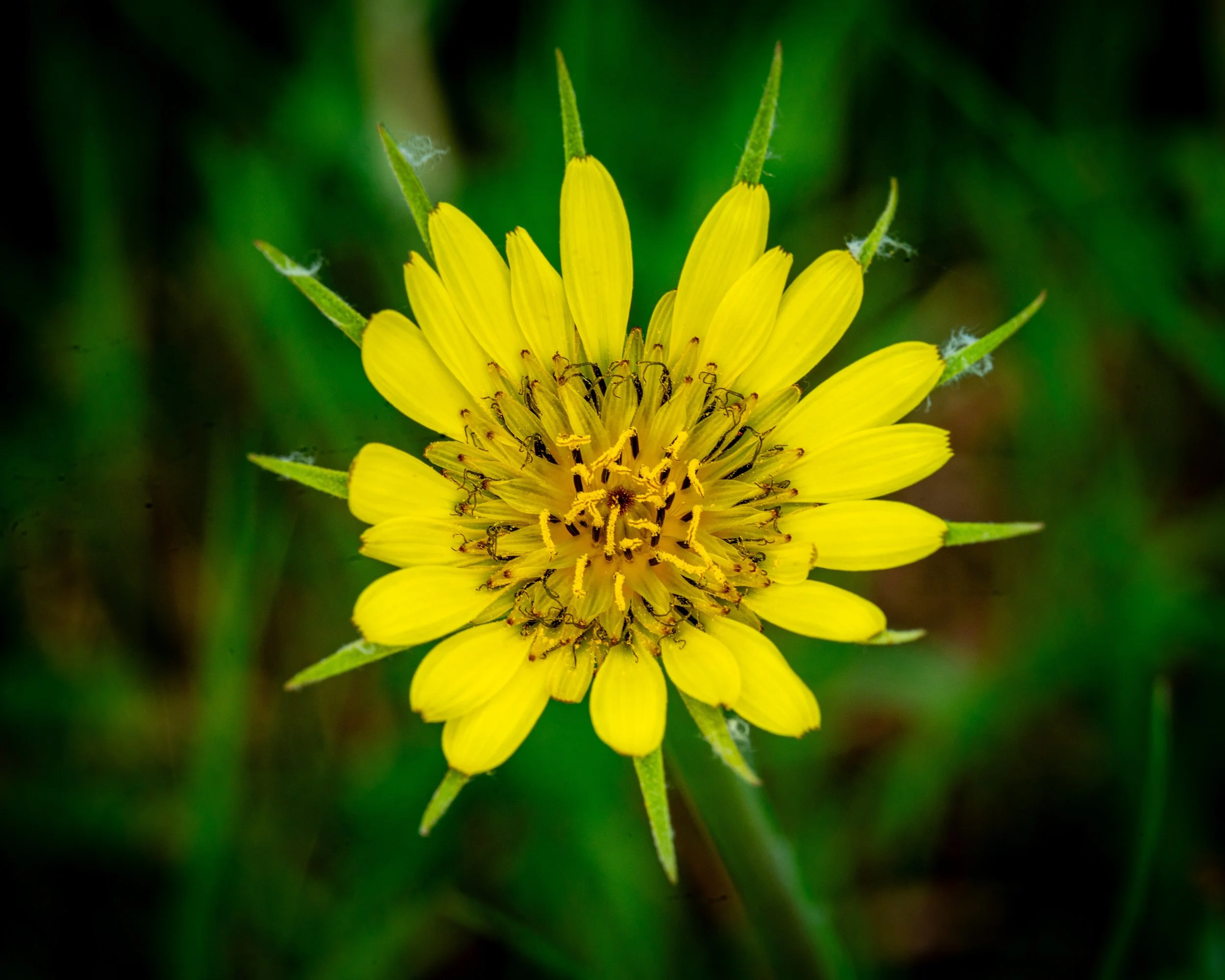 Fernie Flowers-528.jpg