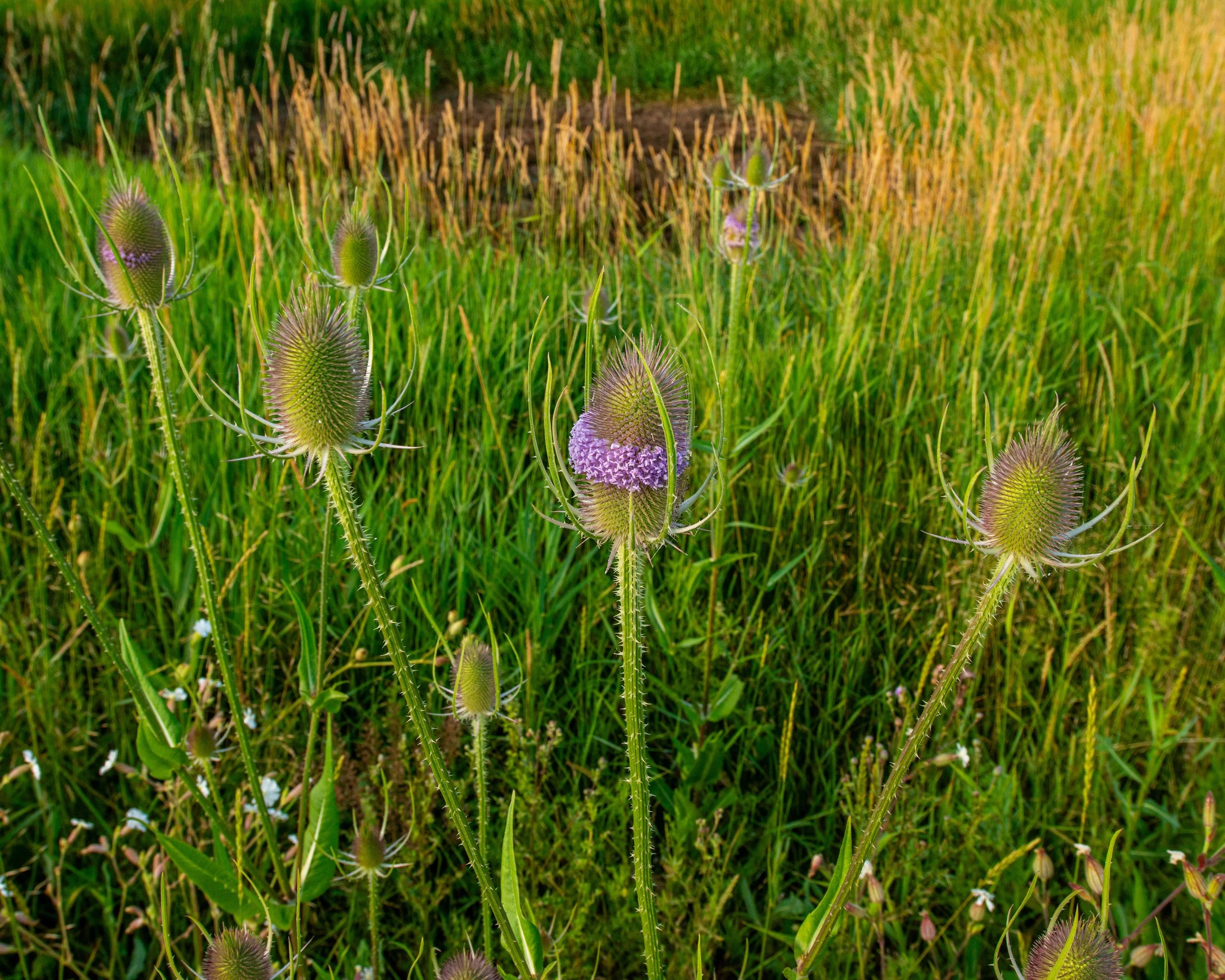 Ninepipe Natijonal Wildlife Refuge