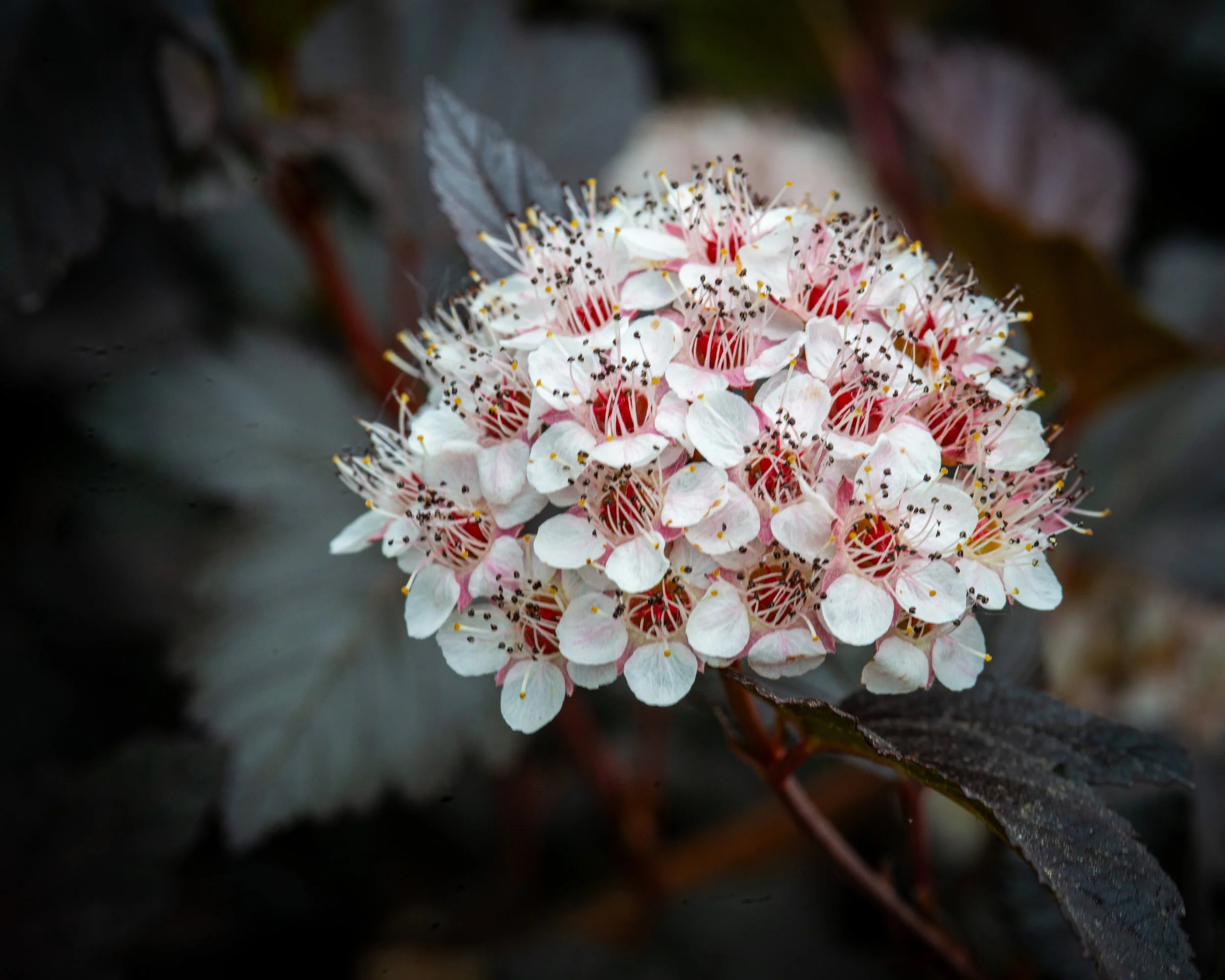Fernie Flowers-521.jpg