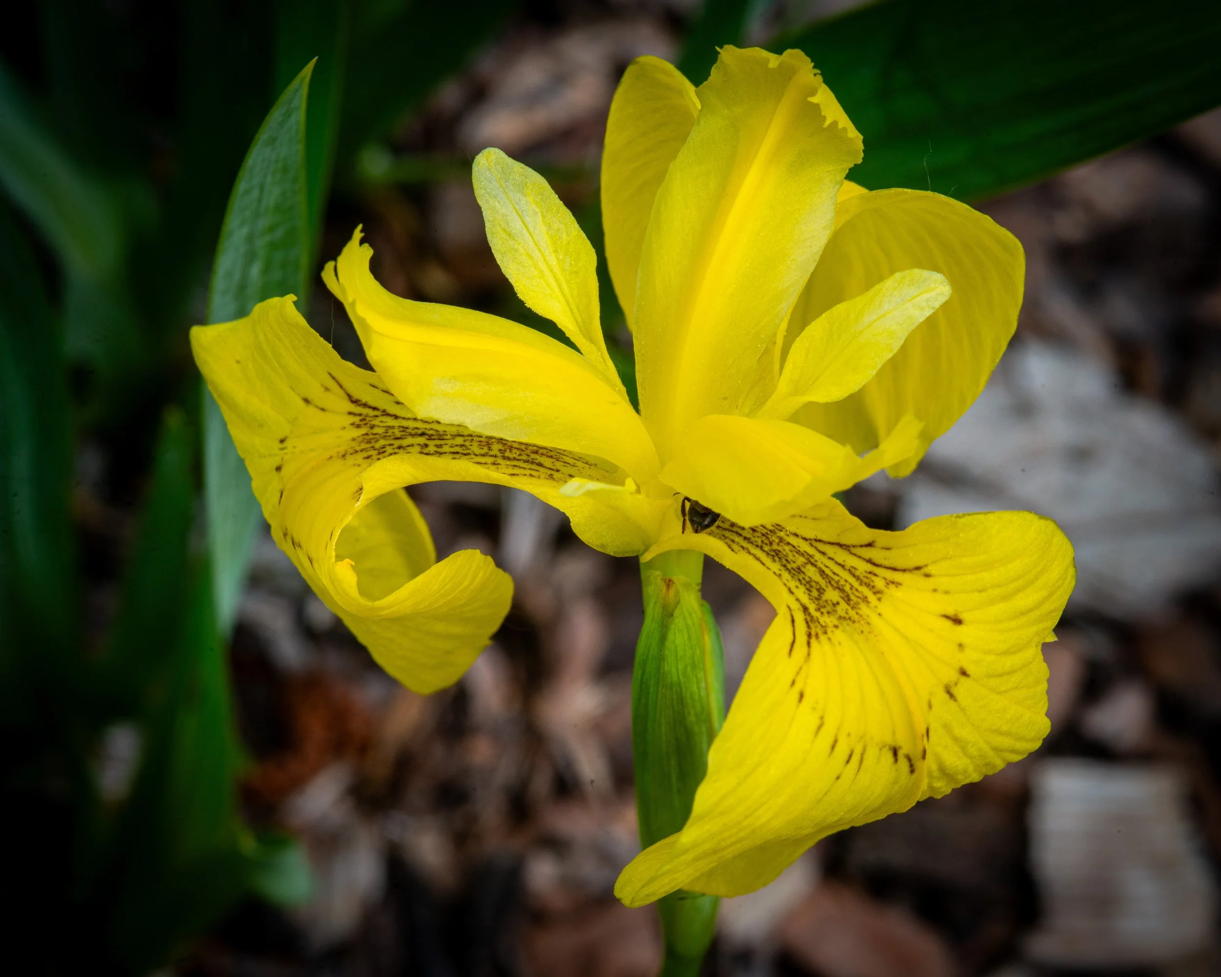 Fernie Flowers-404.jpg