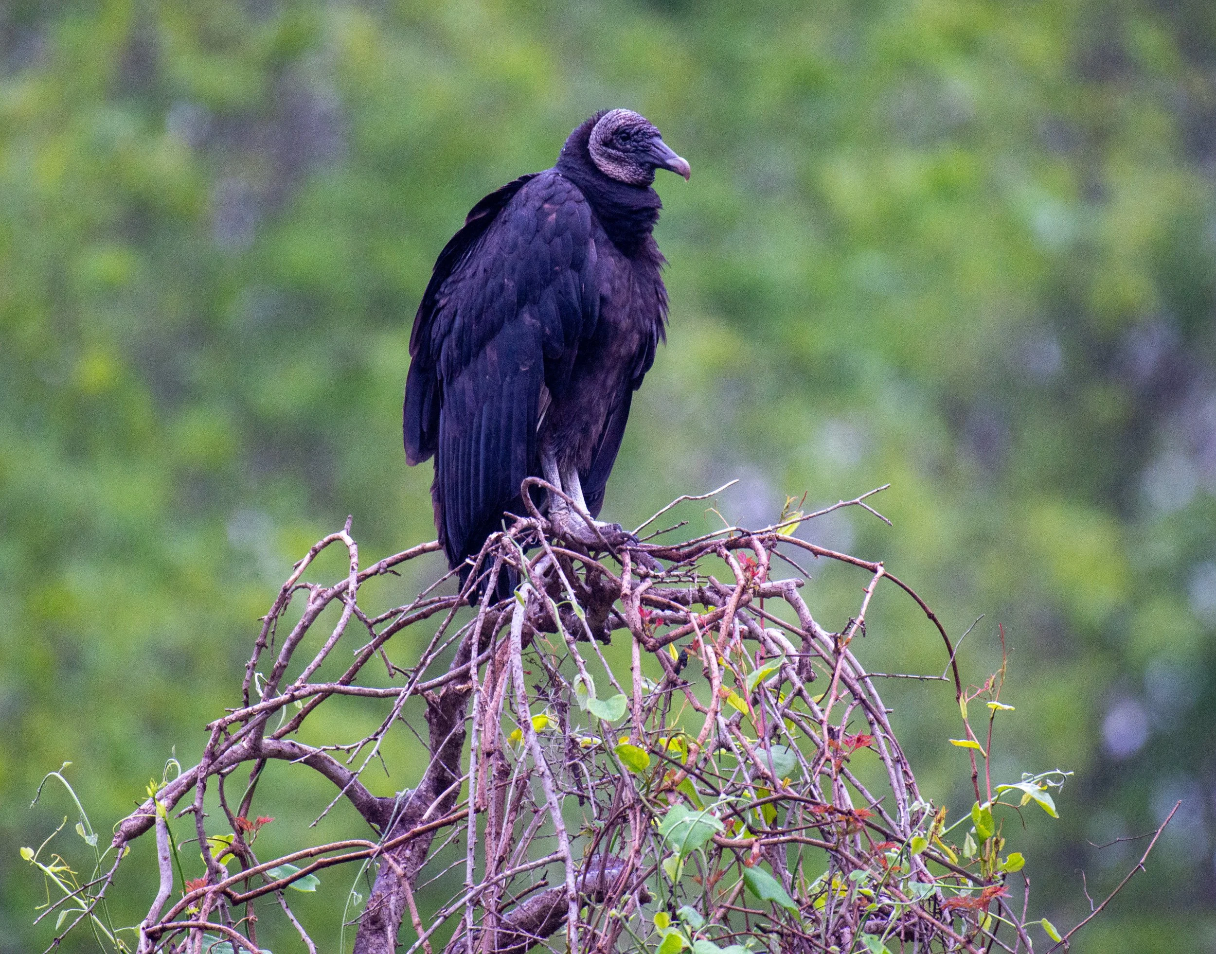 Brazos Bend SP-072.jpg