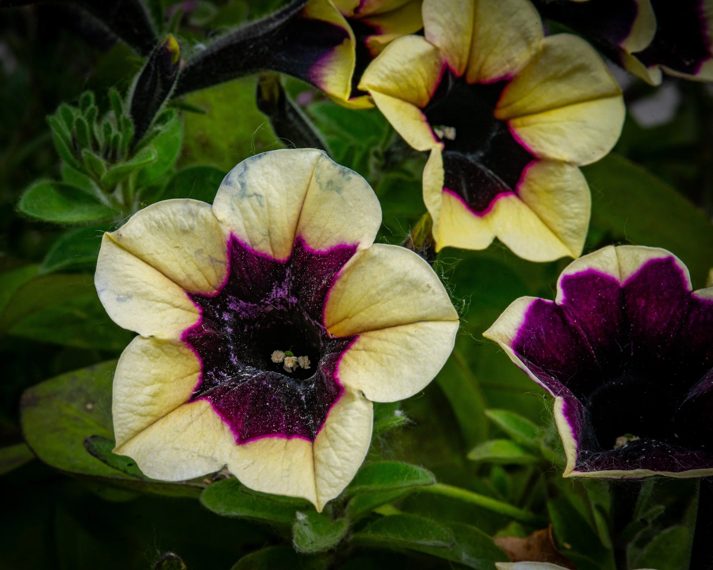 Fernie Flowers-349.jpg