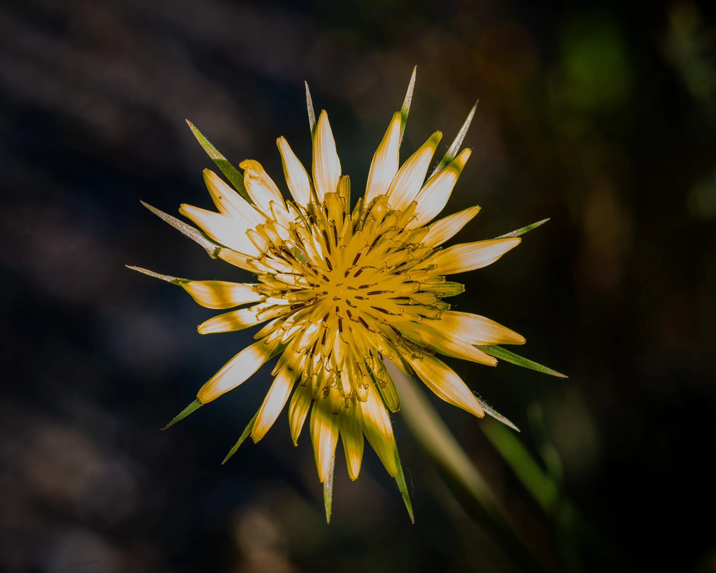 Fernie Flowers-95.jpg