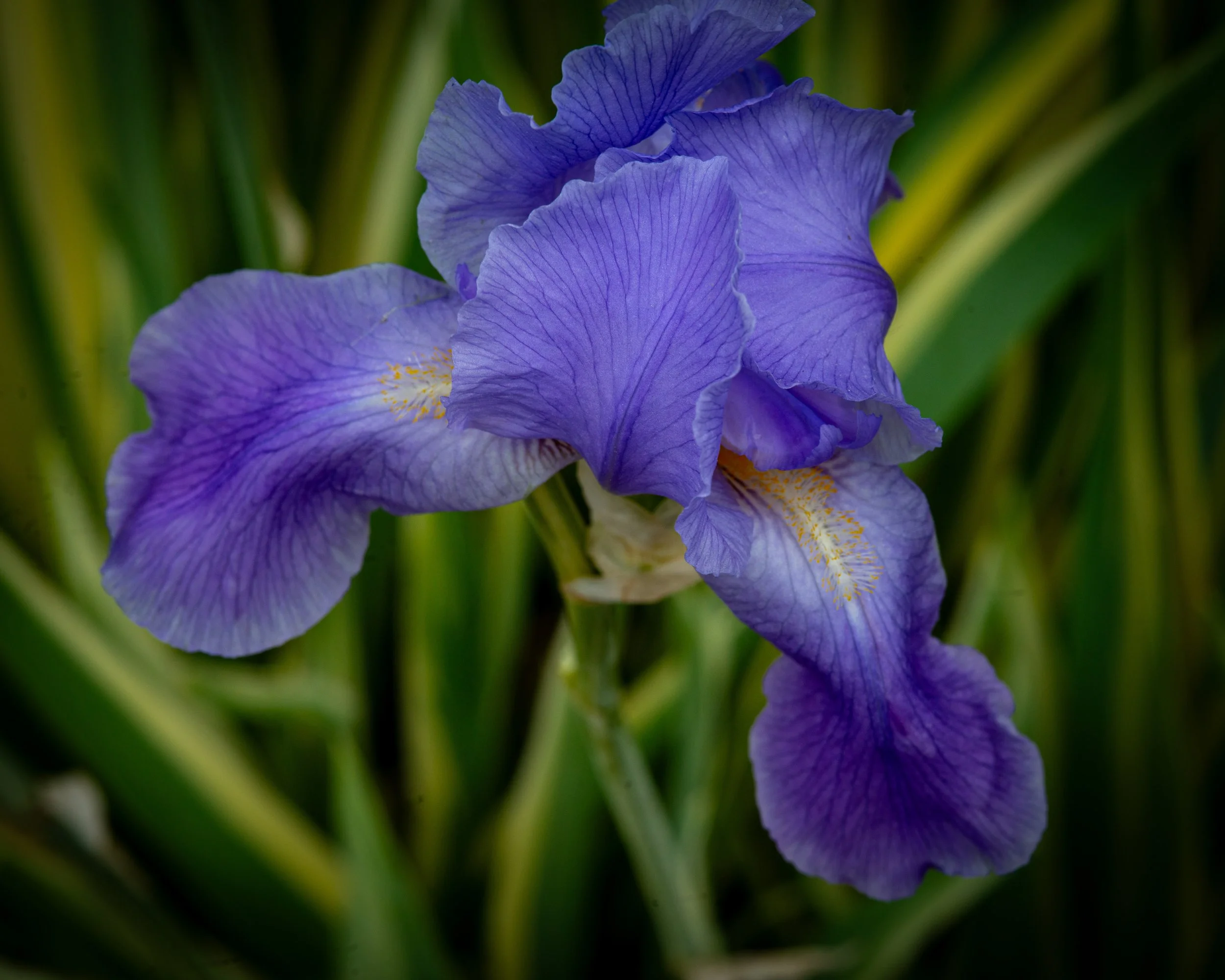 Fernie Flowers-323.jpg