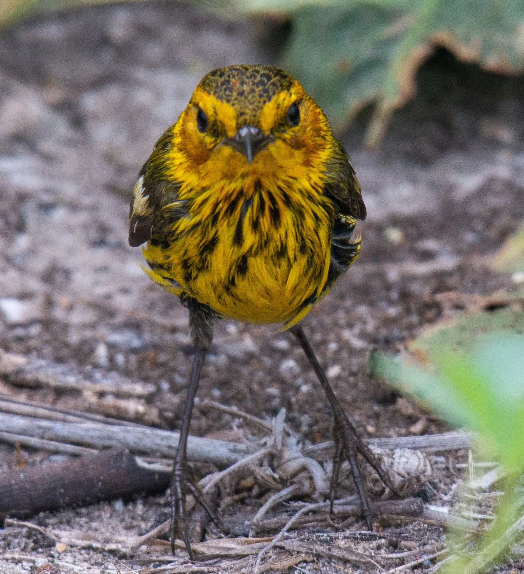 Leonabelle Turnbull BC-078.jpg