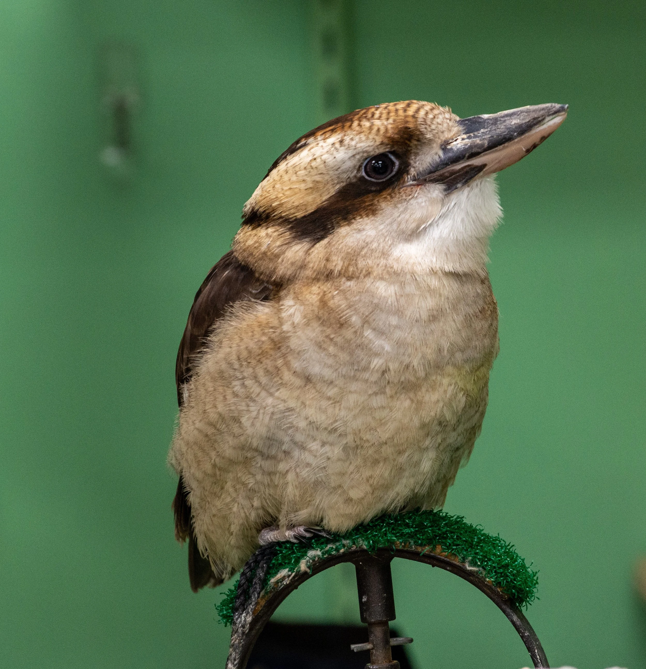 Wild Bird Center-004.jpg