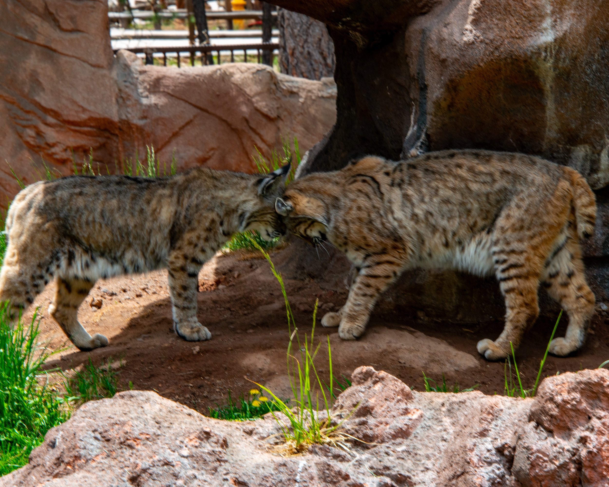 Bearizona WP-120.jpg