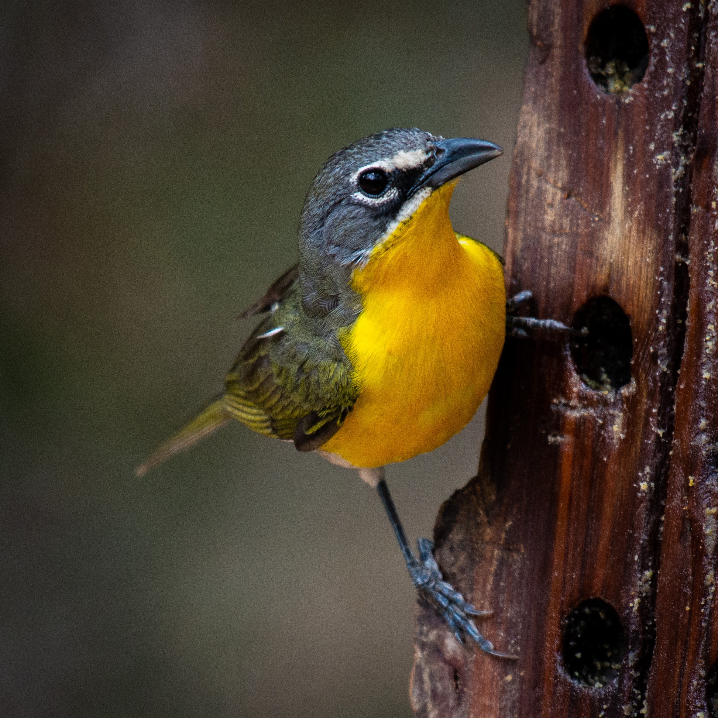 Jeansonne Photography-Yellow-breasted Chat-13.jpg