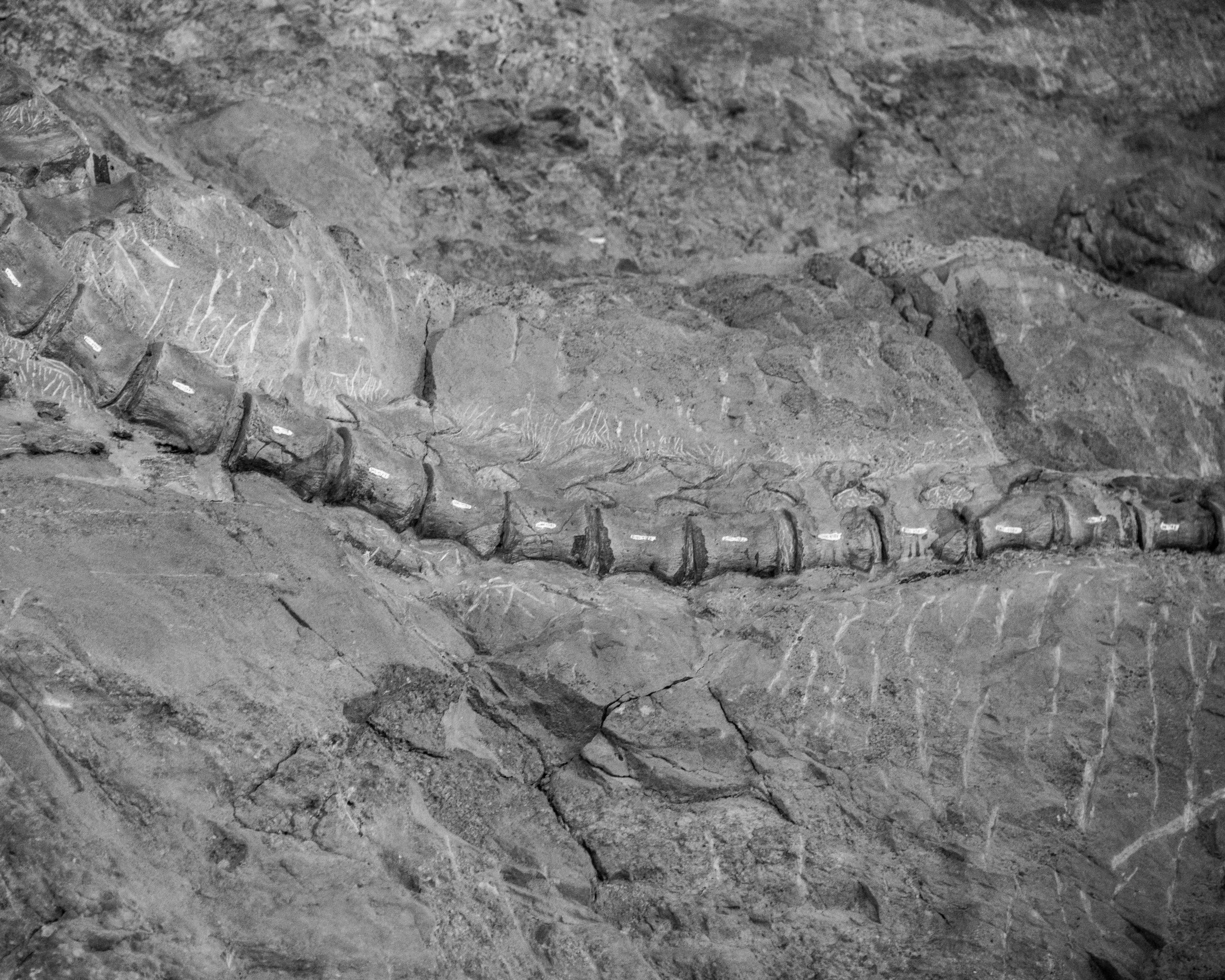 Dinosaur NM-98.jpg