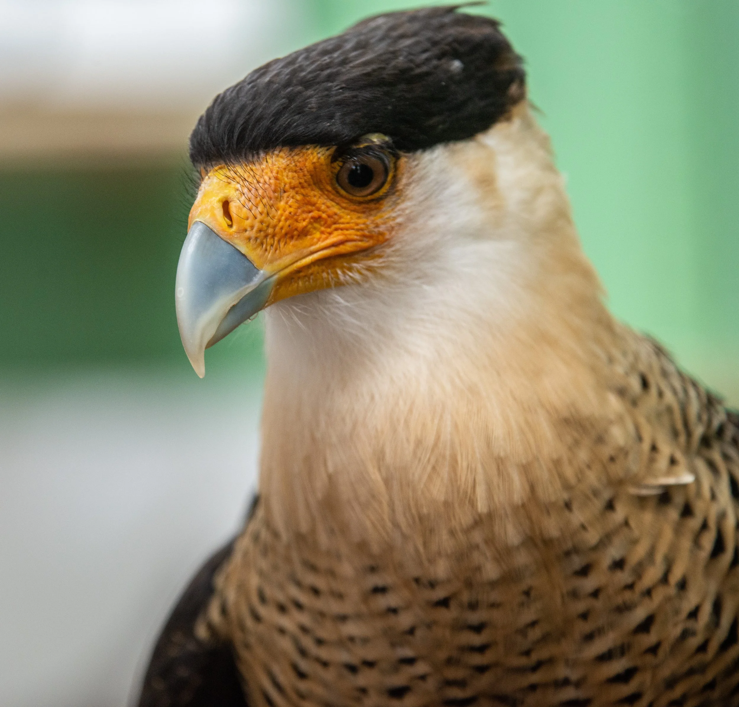 Wild Bird Center-144.jpg