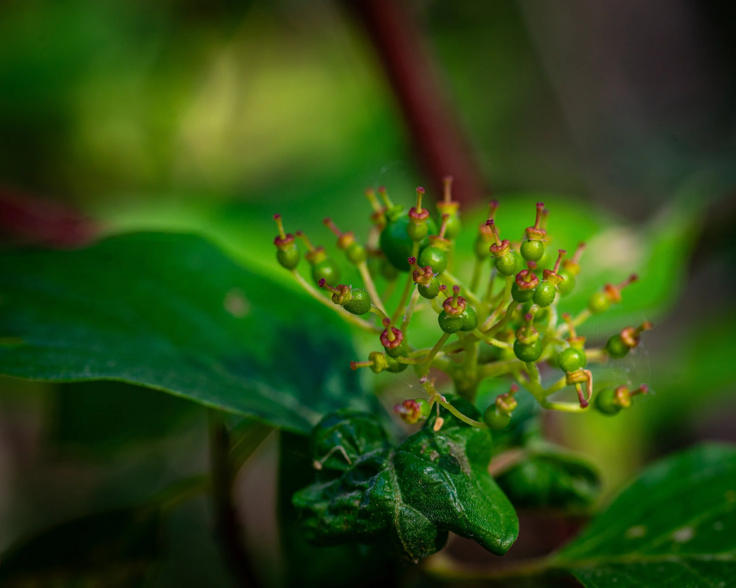 Fernie Flowers-57.jpg