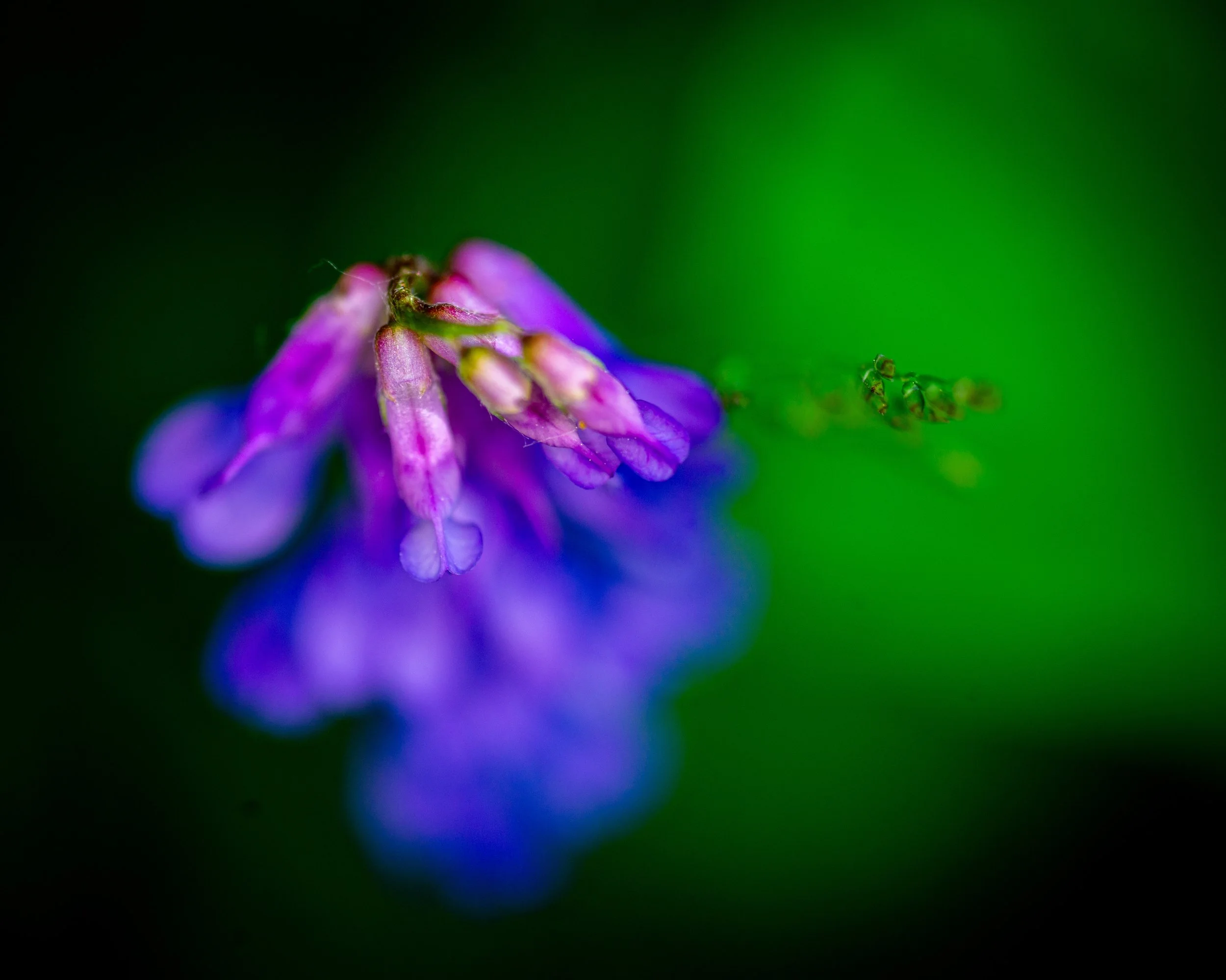 Fernie Flowers-52.jpg