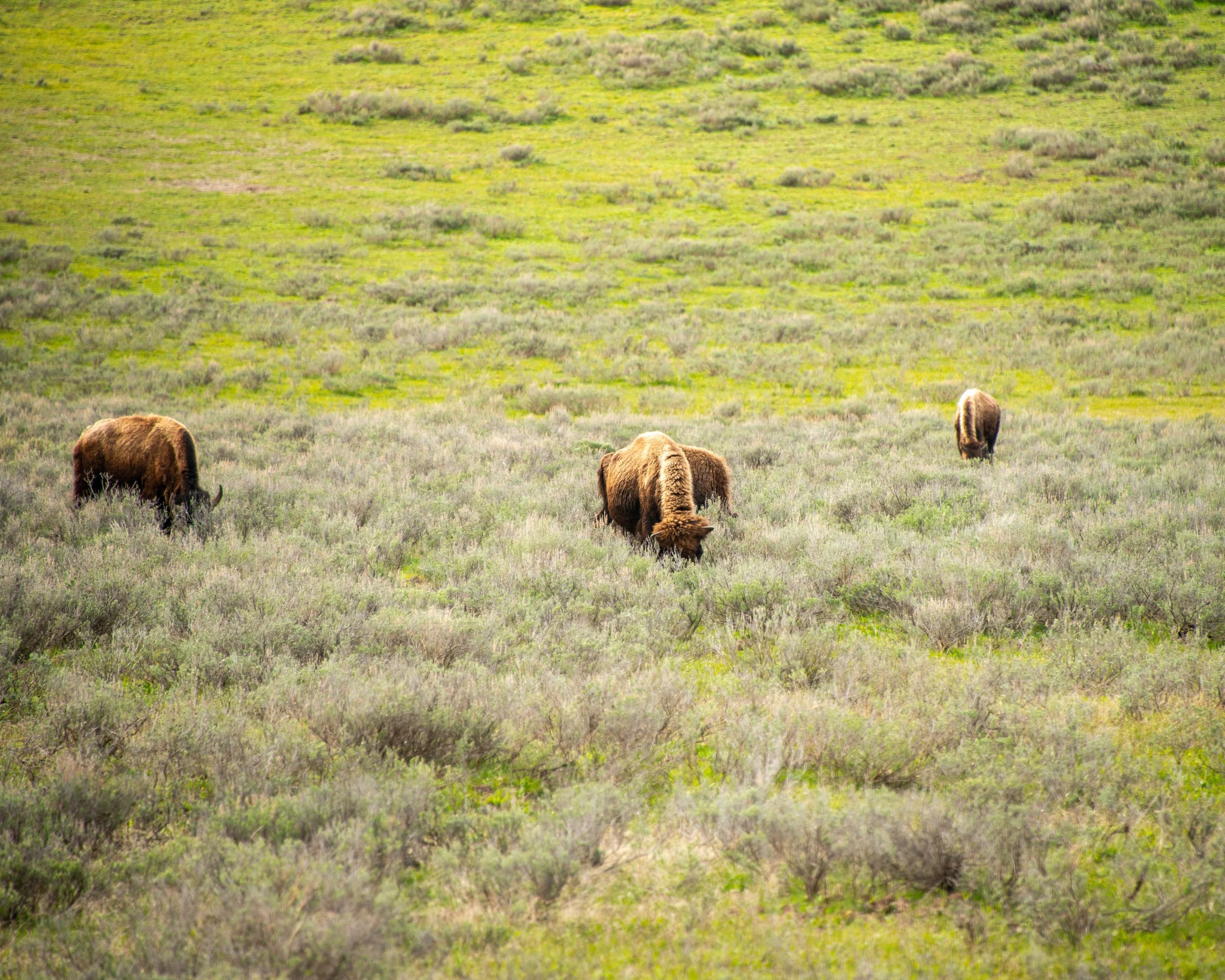 Yellowstone NP-413.jpg